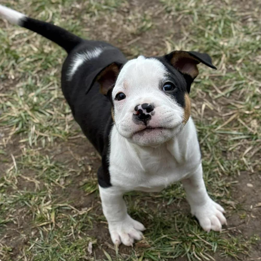 Enlarge Dustin Henderson, an adopted mixed breed in Godfrey, IL image 5/6
