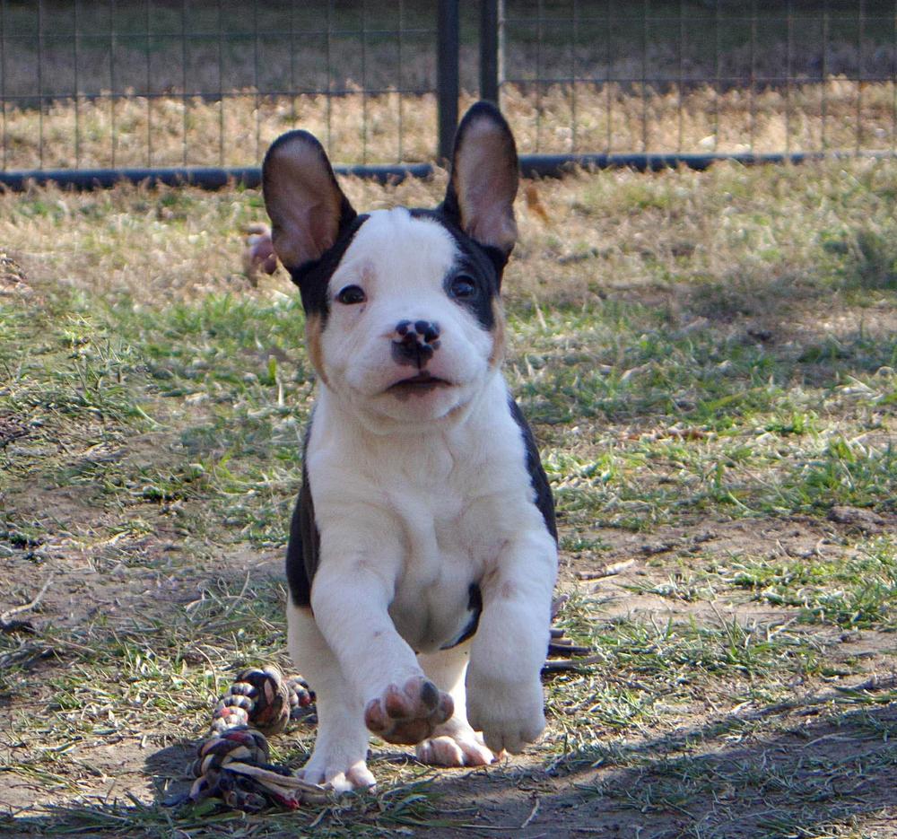 Enlarge Dustin Henderson, an adopted mixed breed in Godfrey, IL image 4/6