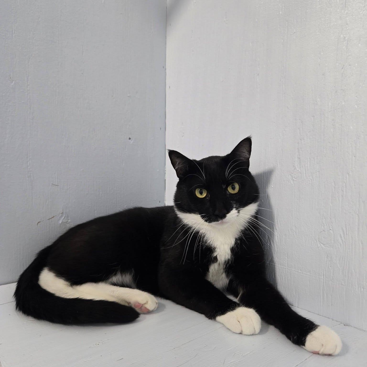 Enlarge Wendigo, a Adoptable Domestic Short Hair in Mission, BC image 2/4