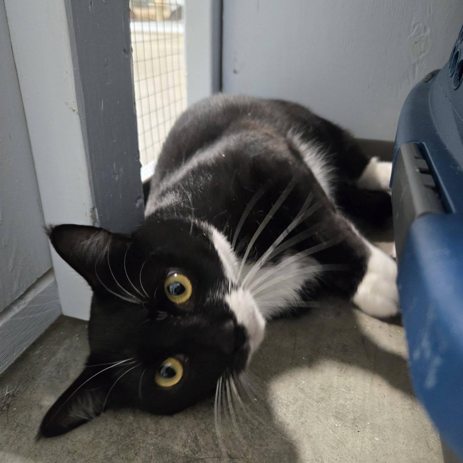 Enlarge Wendigo, a Adoptable Domestic Short Hair in Mission, BC image 4/4