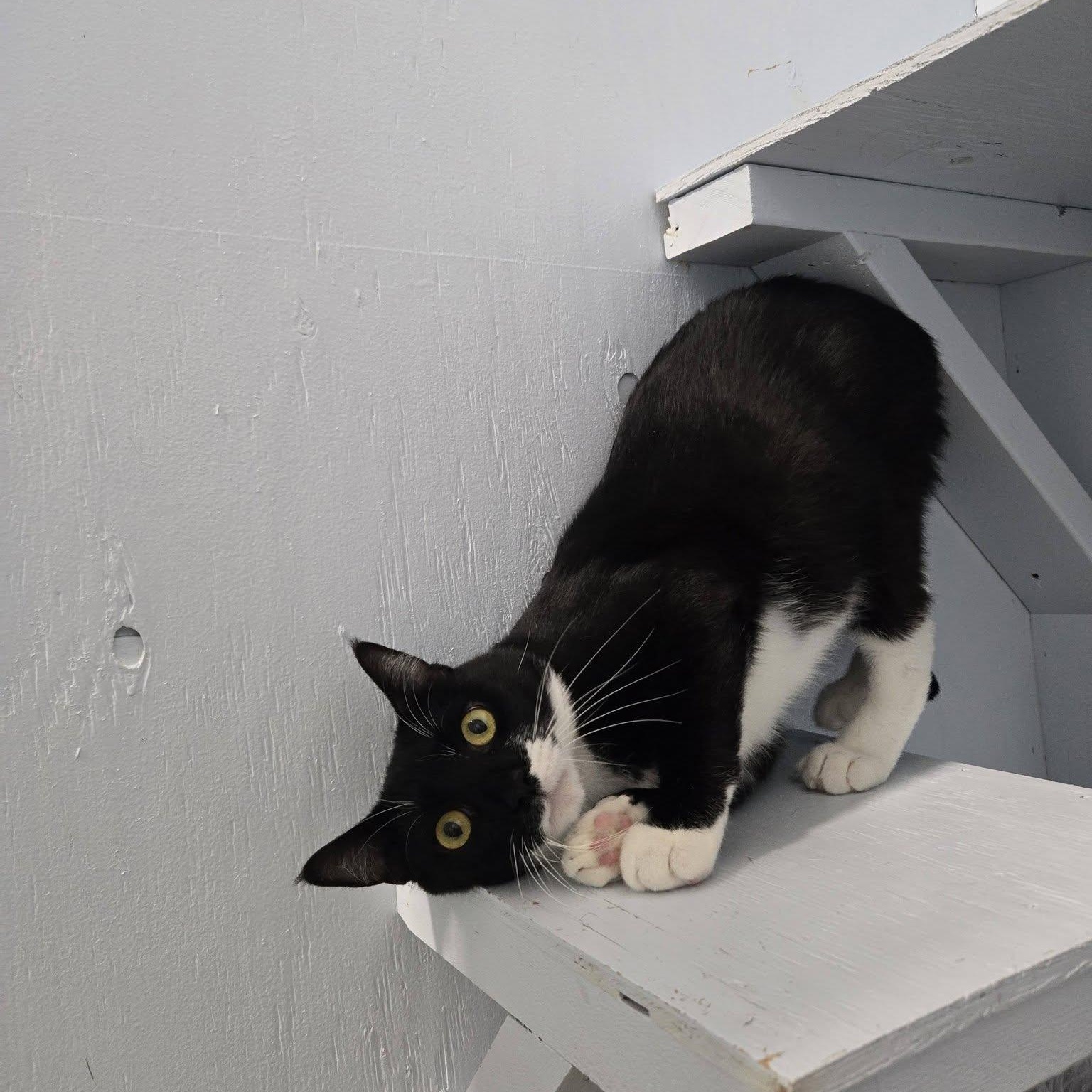 Enlarge Wendigo, a Adoptable Domestic Short Hair in Mission, BC image 1/4