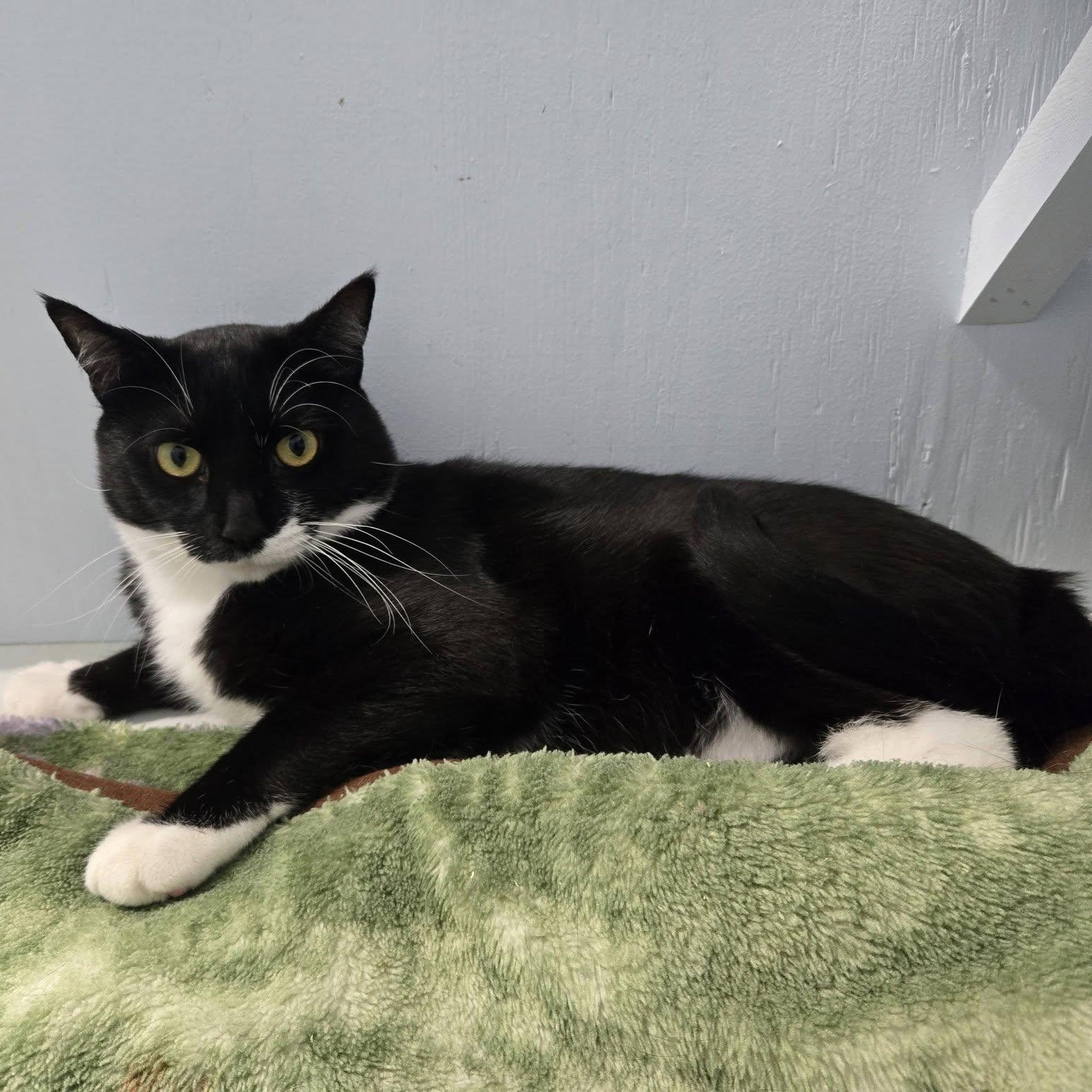 Enlarge Wendigo, a Adoptable Domestic Short Hair in Mission, BC image 3/4