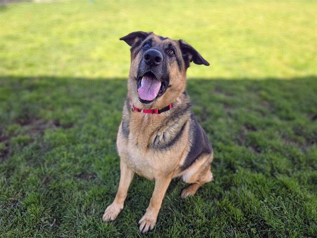 DELILAH, Adoptable, Adult Female German Shepherd Dog.