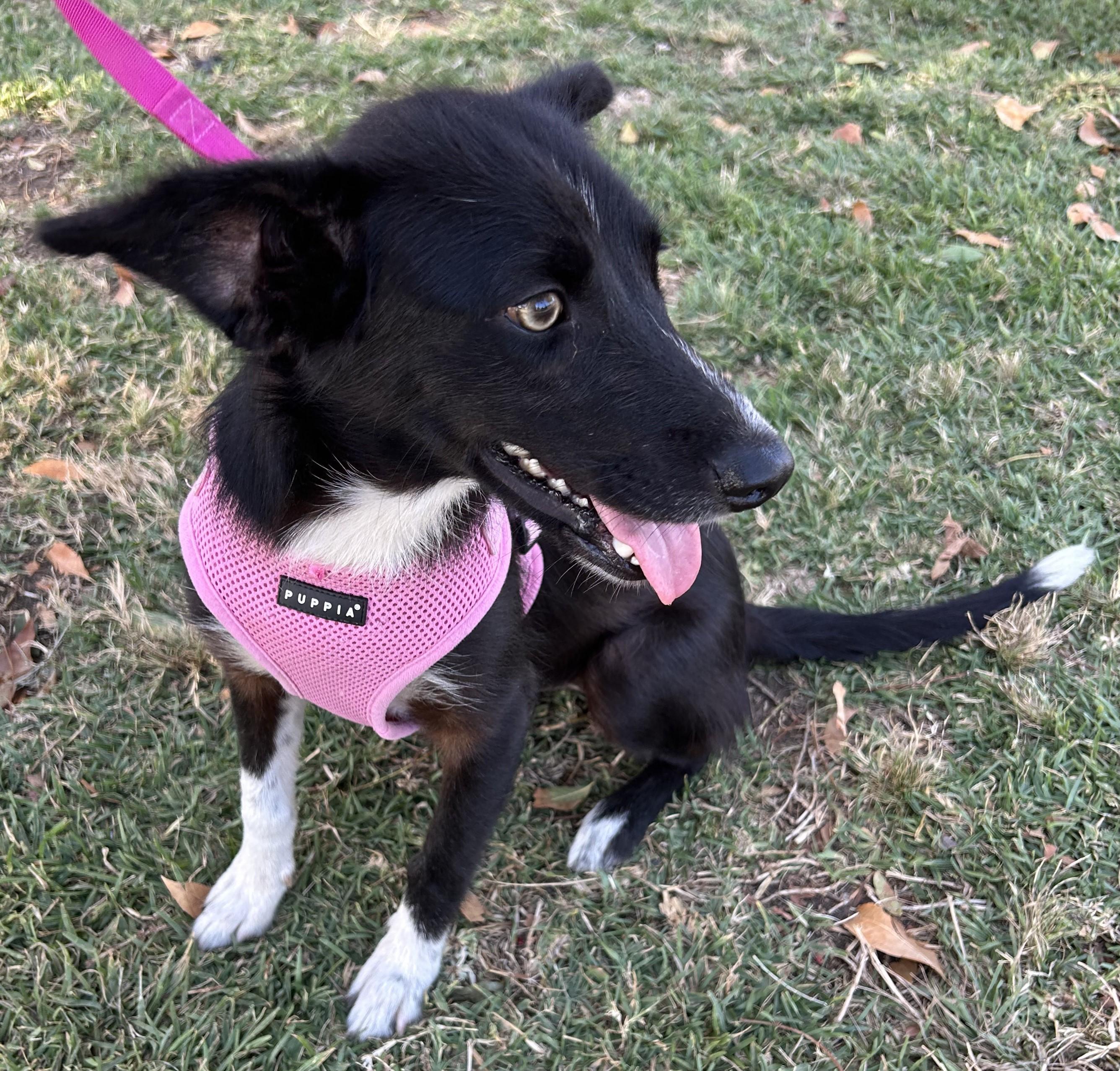Enlarge ARYA, a ADOPTABLE mixed breed in Bell Gardens, CA image 4/6