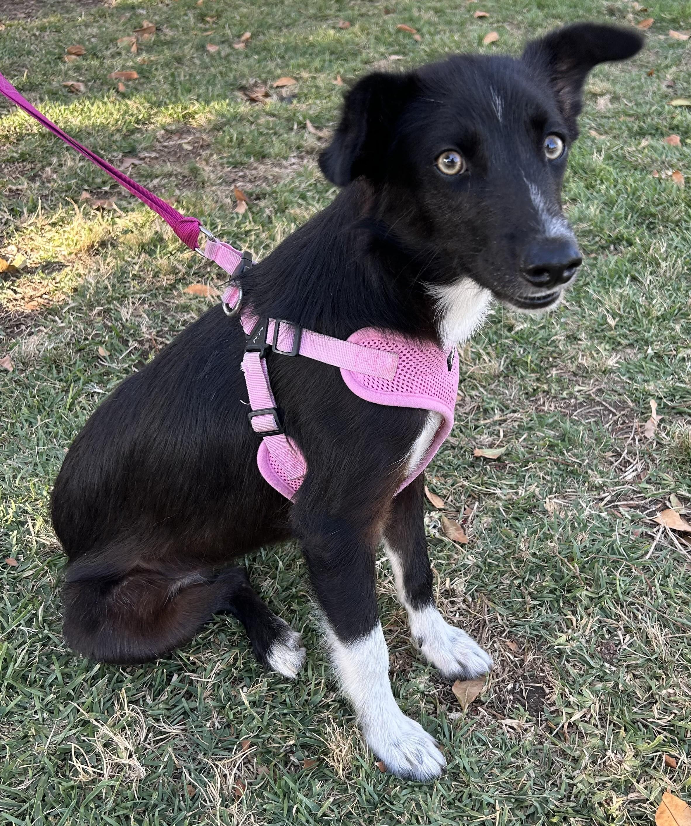 Enlarge ARYA, a ADOPTABLE mixed breed in Bell Gardens, CA image 5/6