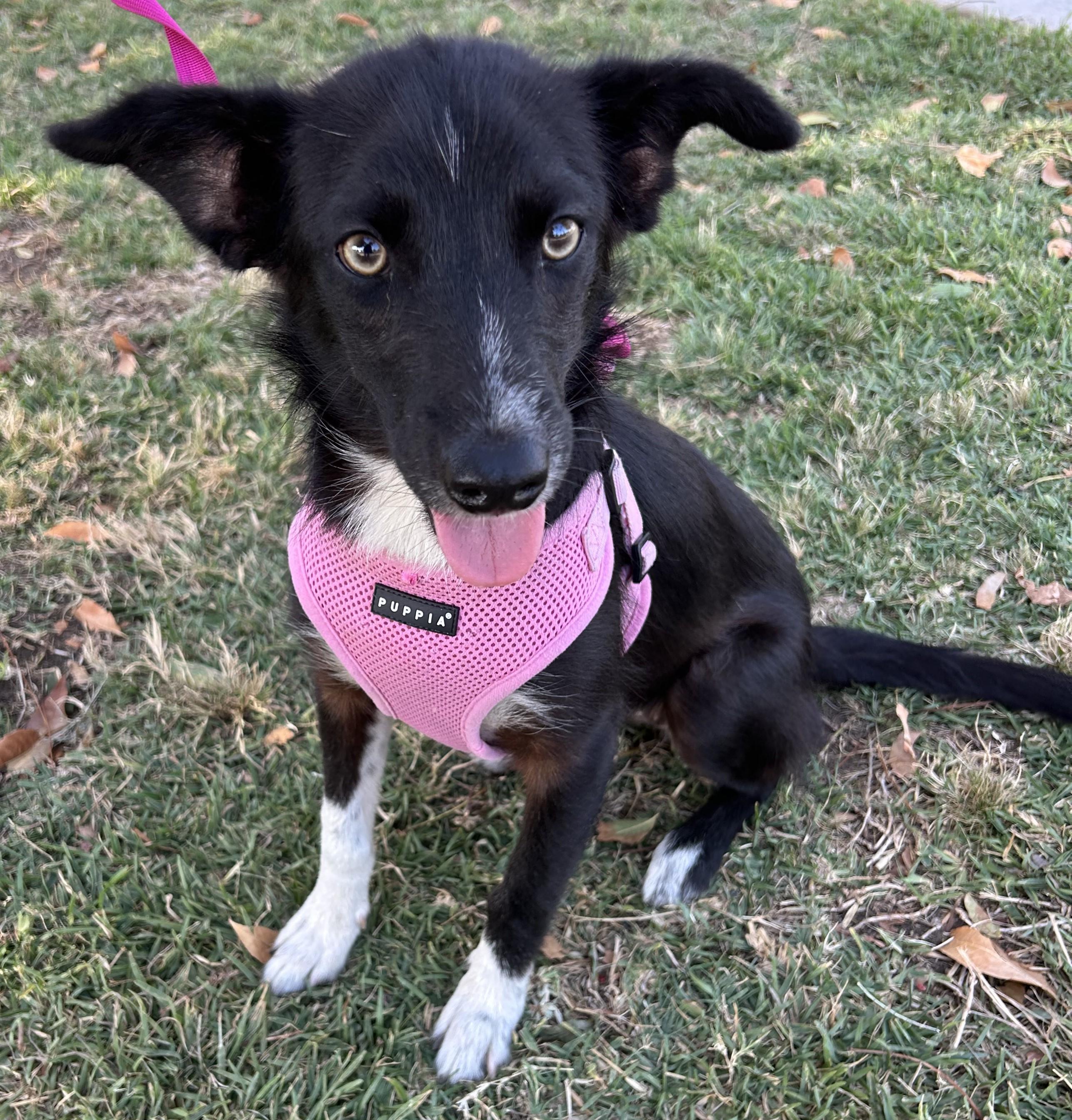 Enlarge ARYA, a ADOPTABLE mixed breed in Bell Gardens, CA image 3/6