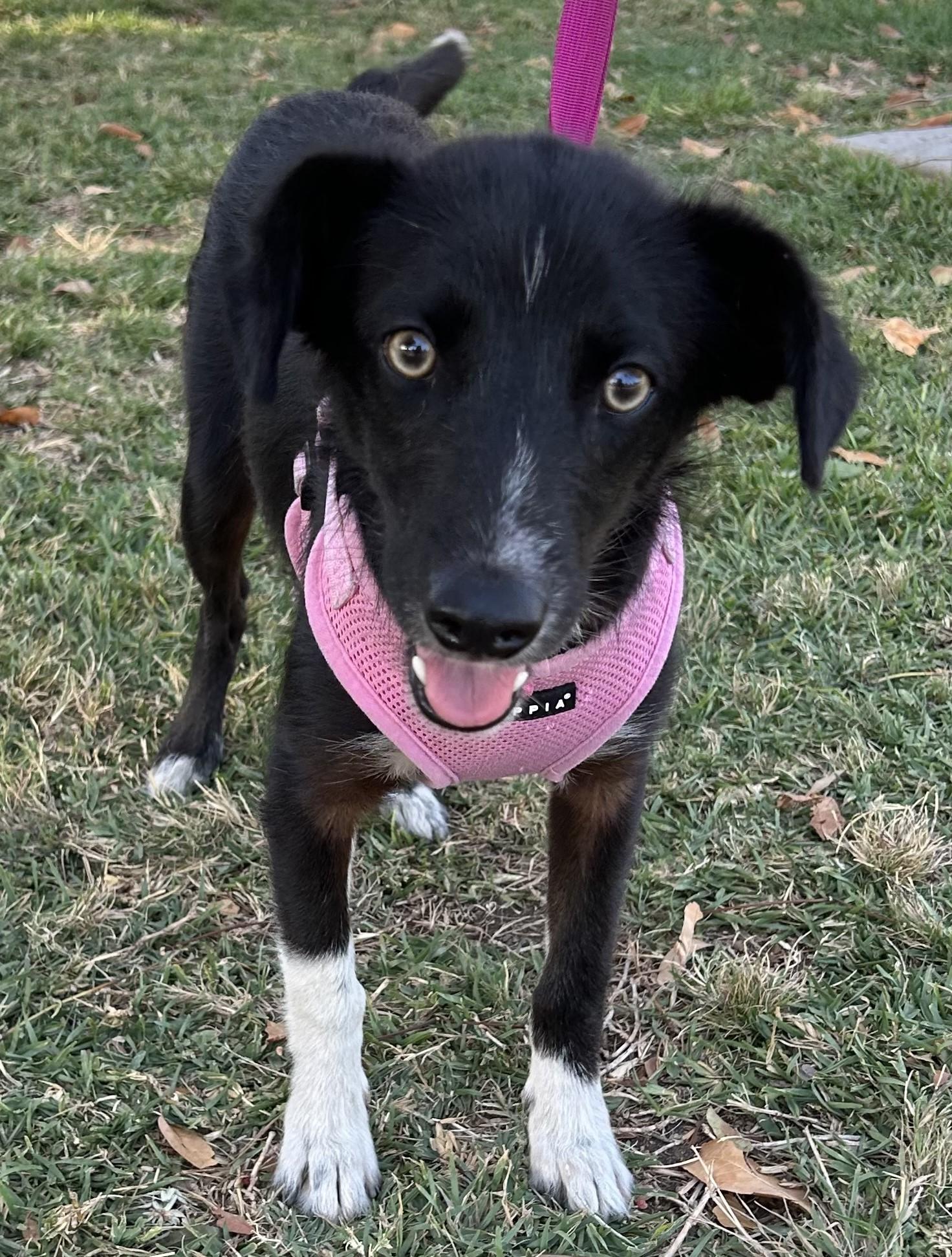 Enlarge ARYA, a ADOPTABLE mixed breed in Bell Gardens, CA image 2/6