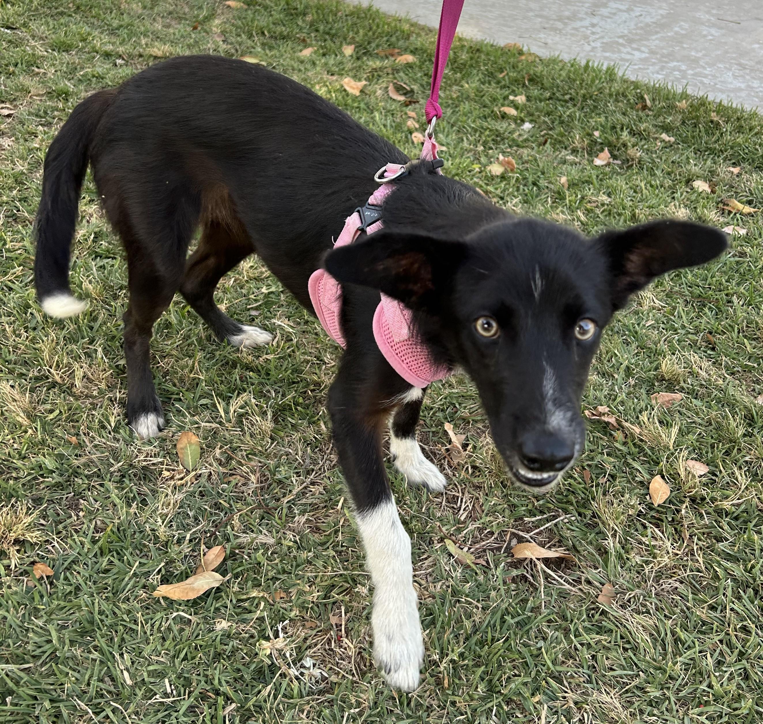 Enlarge ARYA, a ADOPTABLE mixed breed in Bell Gardens, CA image 1/6