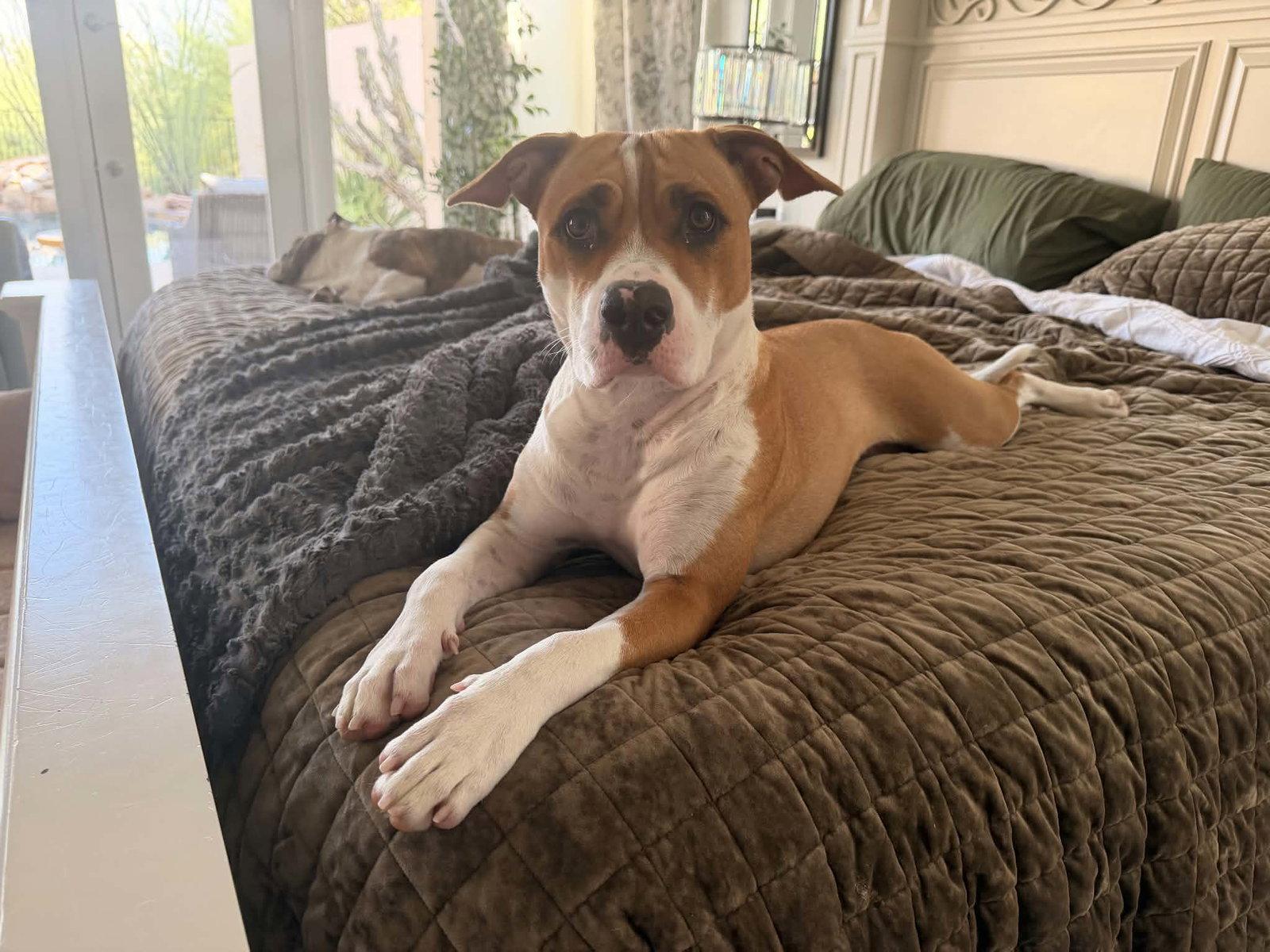 Enlarge Georgia, a Adoptable mixed breed in Phoenix, AZ image 3/3
