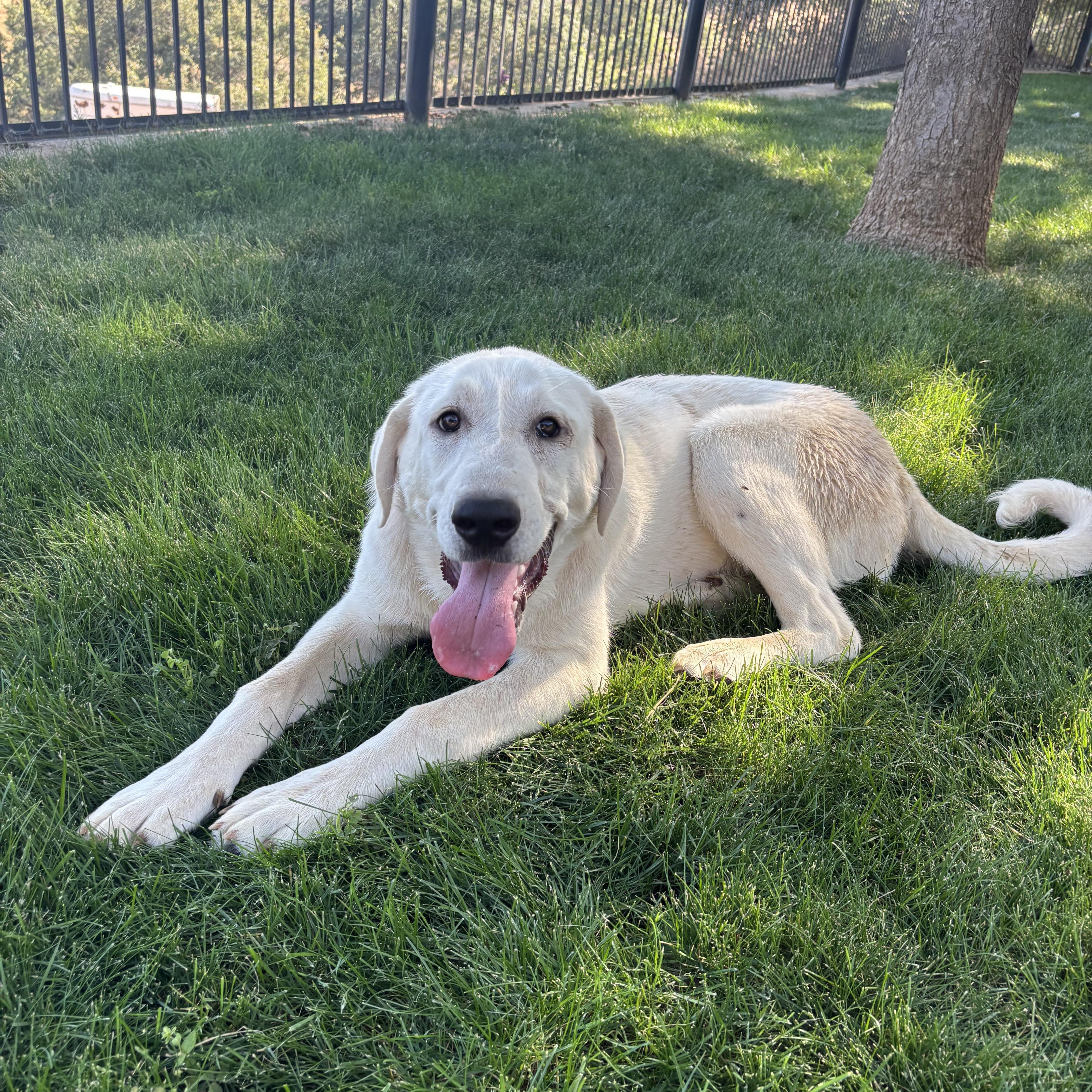 Annie, an adoptable Akbash, Anatolian Shepherd in Sonora, CA, 95370 | Photo Image 1