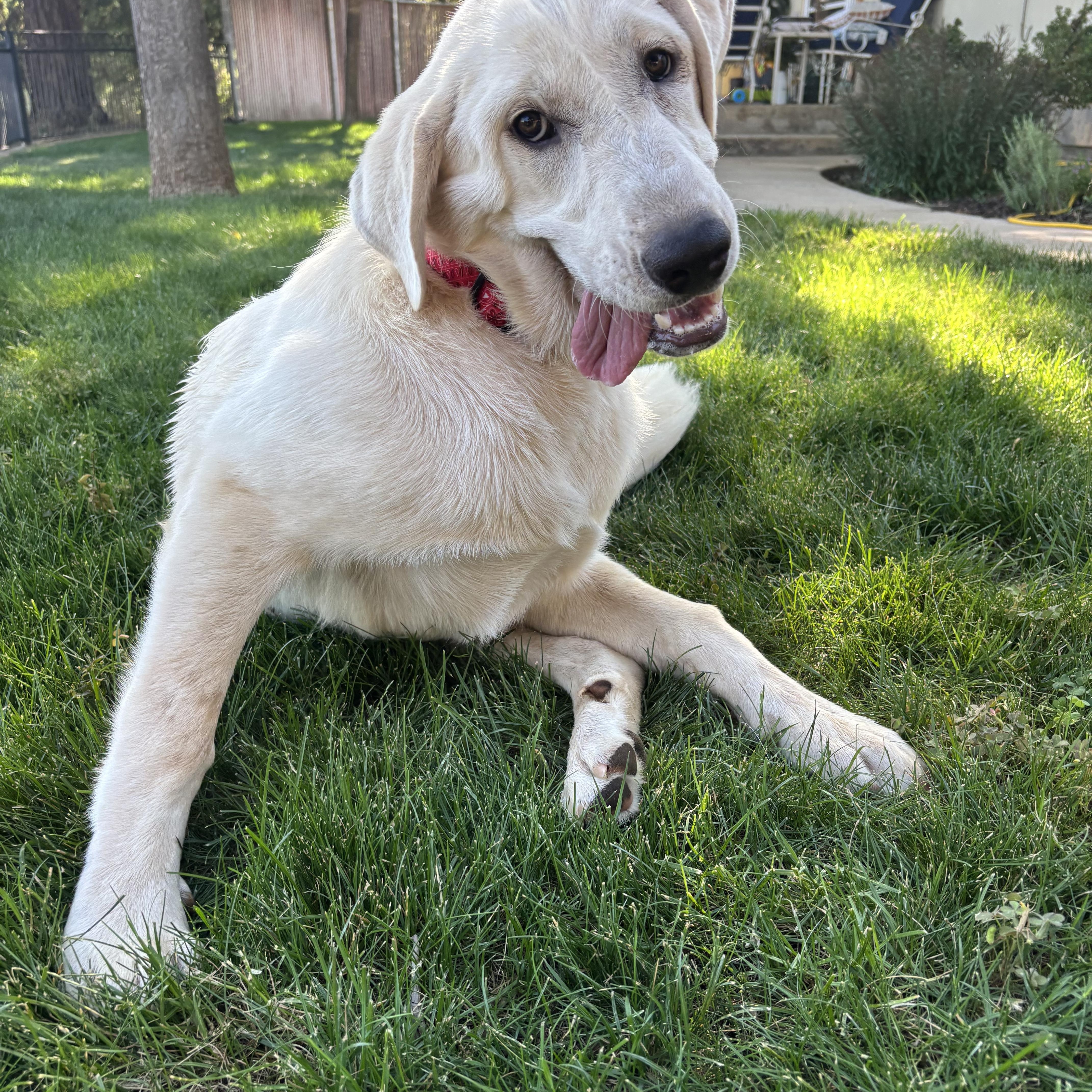 Annie, an adoptable Akbash, Anatolian Shepherd in Sonora, CA, 95370 | Photo Image 2