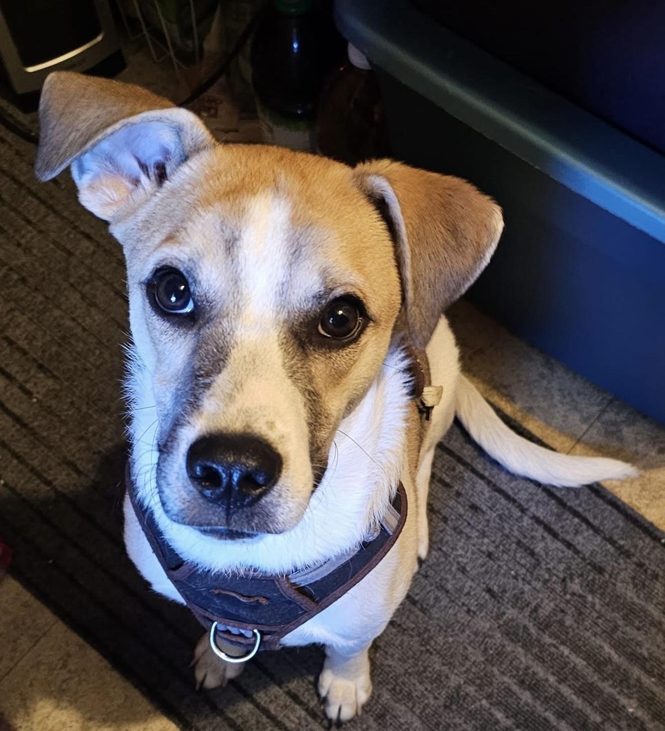 Scout, Young Male Terrier