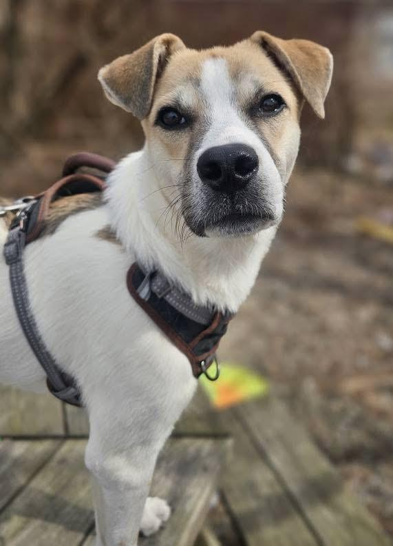 Scout photo 2