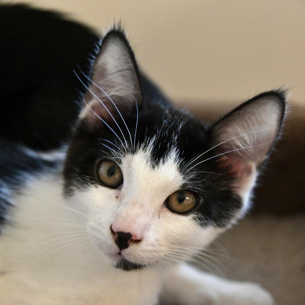 Enlarge Solar, a Adoptable Domestic Short Hair in Chilliwack, BC image 1/3