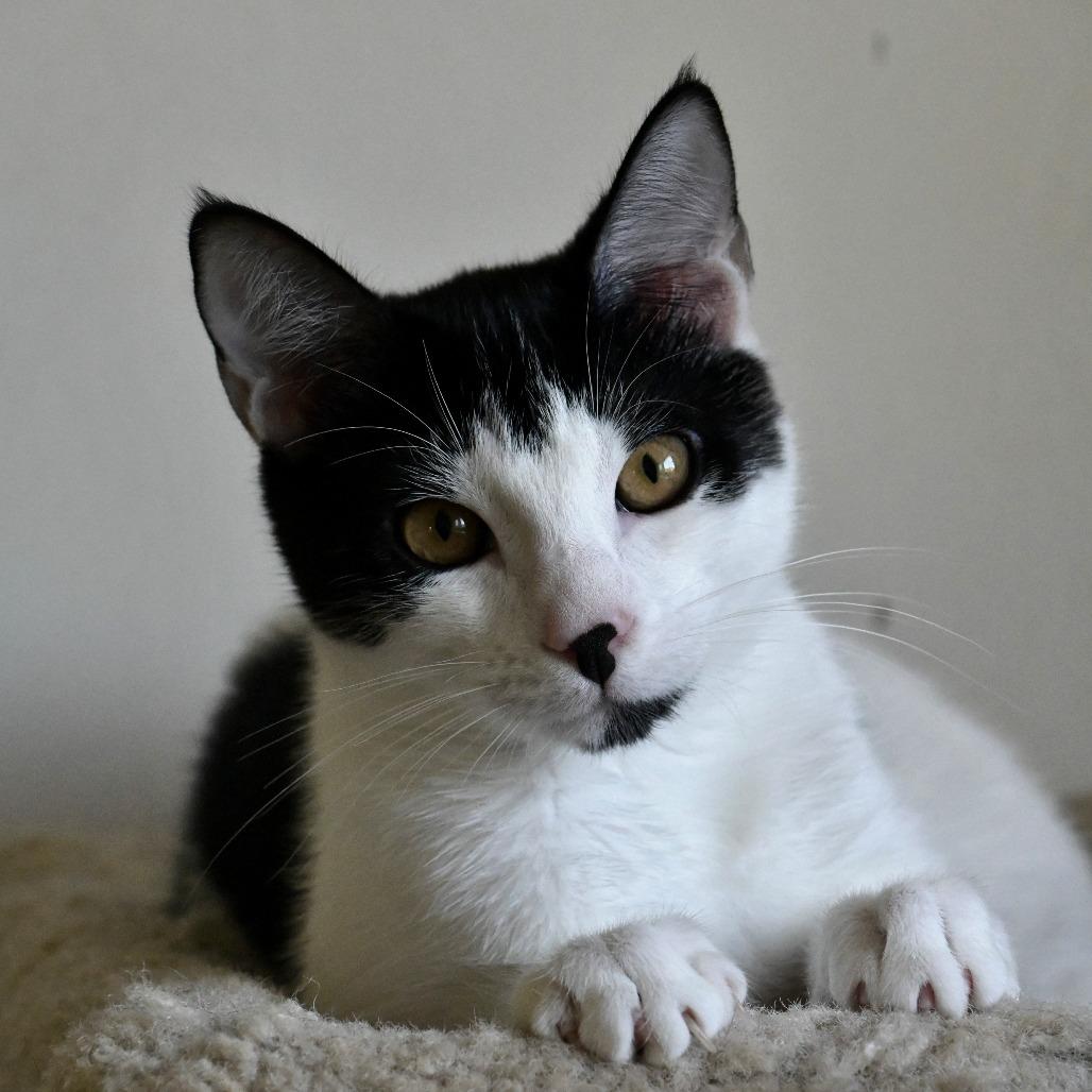 Enlarge Solar, a Adoptable Domestic Short Hair in Chilliwack, BC image 2/3