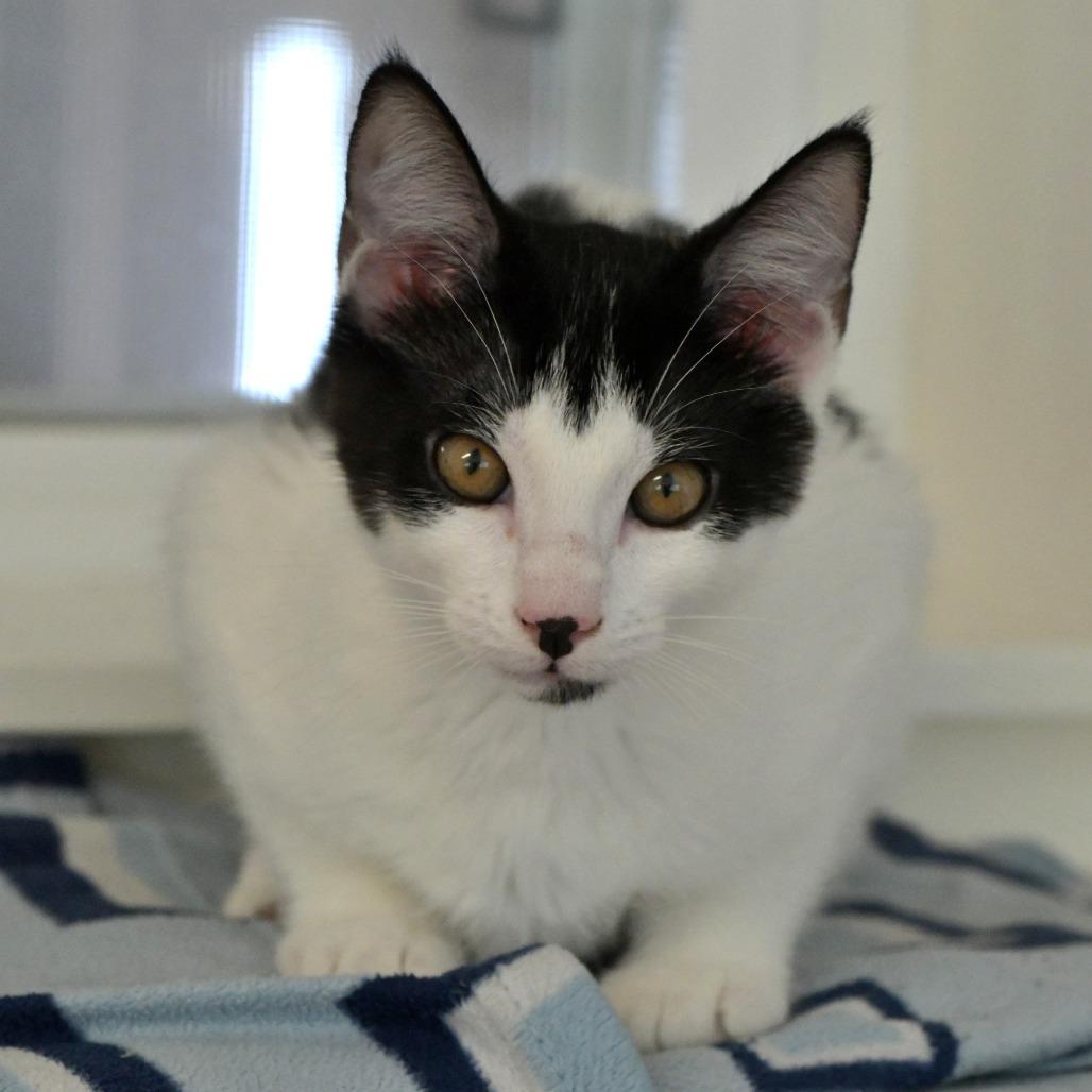 Enlarge Solar, a Adoptable Domestic Short Hair in Chilliwack, BC image 3/3