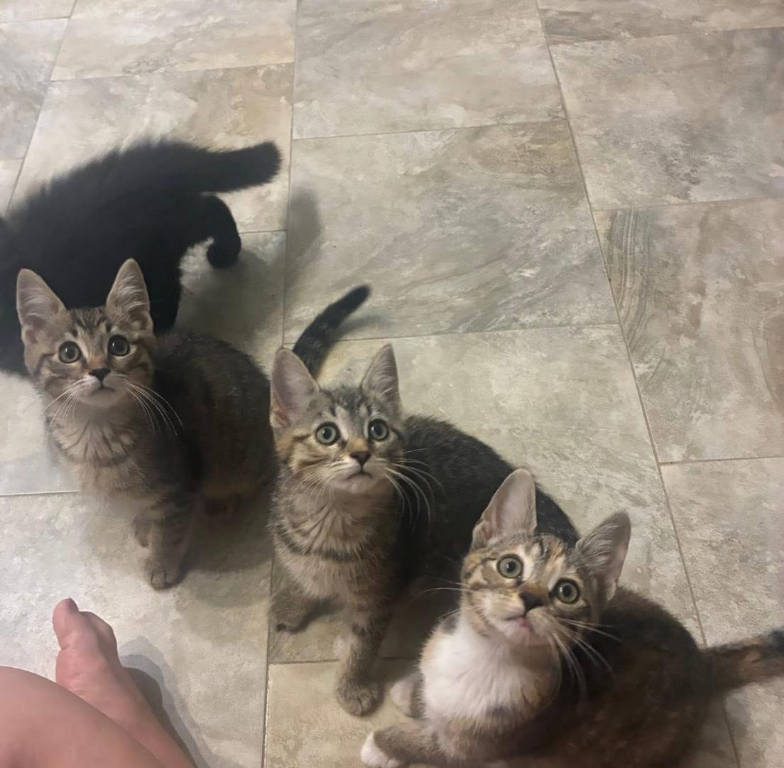 Enlarge Mateo, a Adopted Tabby in Cincinnati, OH image 1/1