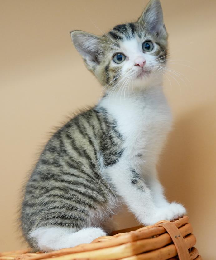 Dr Evil is no such thing - he is the Dr of love!  BOBTAIL TOO!!
