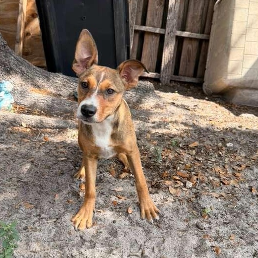 Enlarge Wanda, an adopted mixed breed in Tampa, FL image 2/2