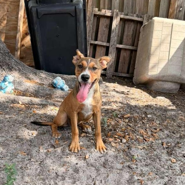 Enlarge Wanda, an adopted mixed breed in Tampa, FL image 1/2