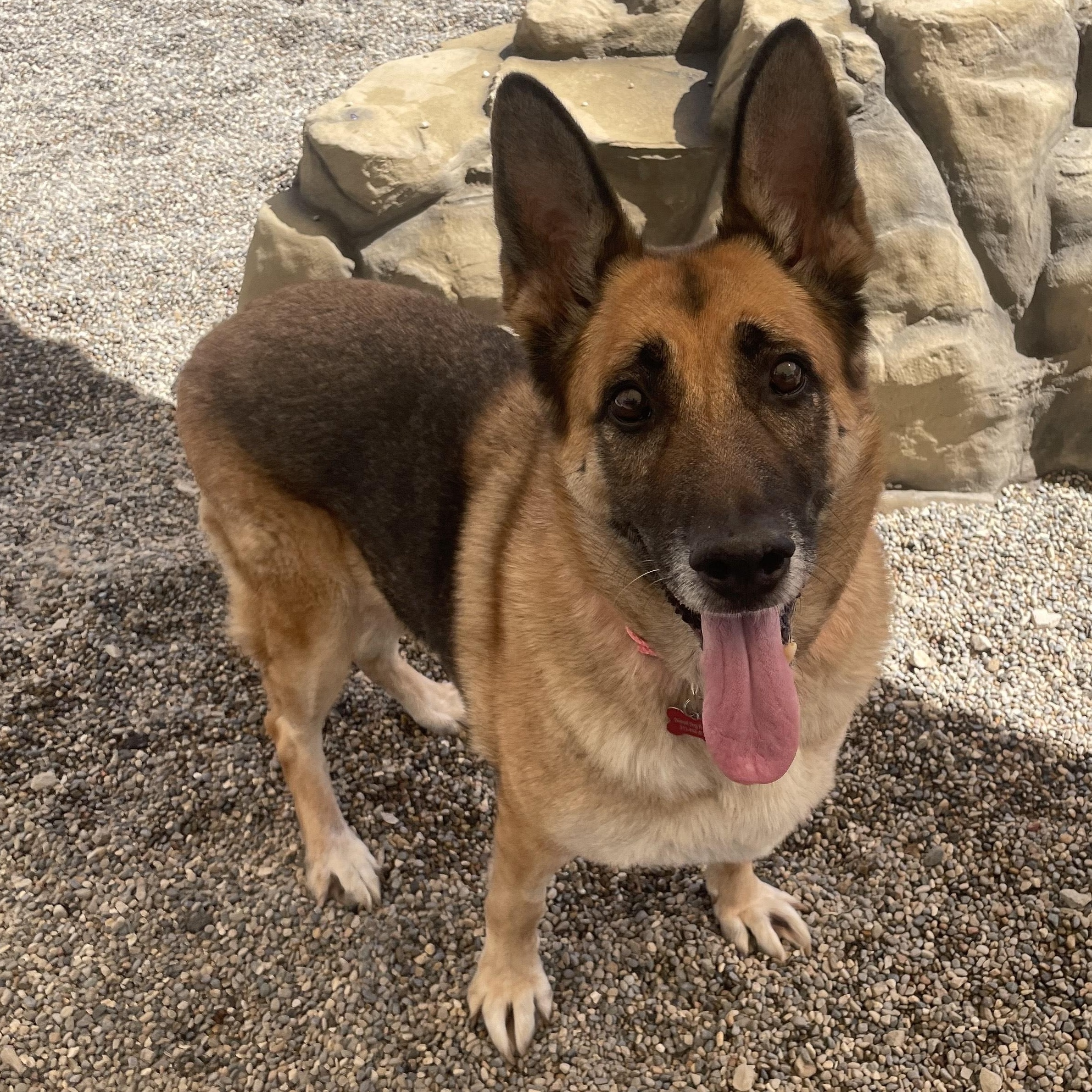 Sabre, a Adoptable mixed breed in Detroit, MI image 3/4