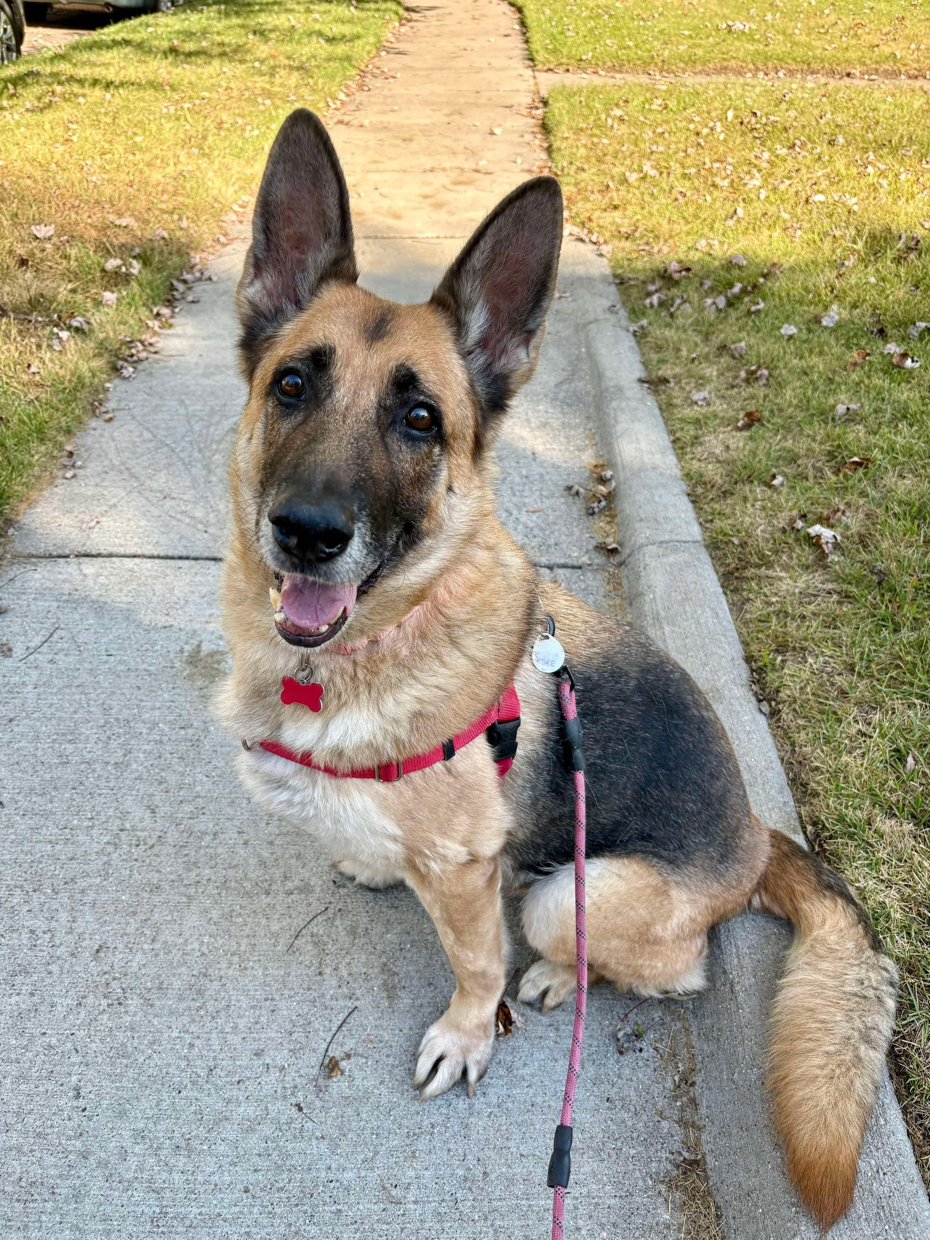 Sabre, Adoptable, Adult Female German Shepherd Dog.