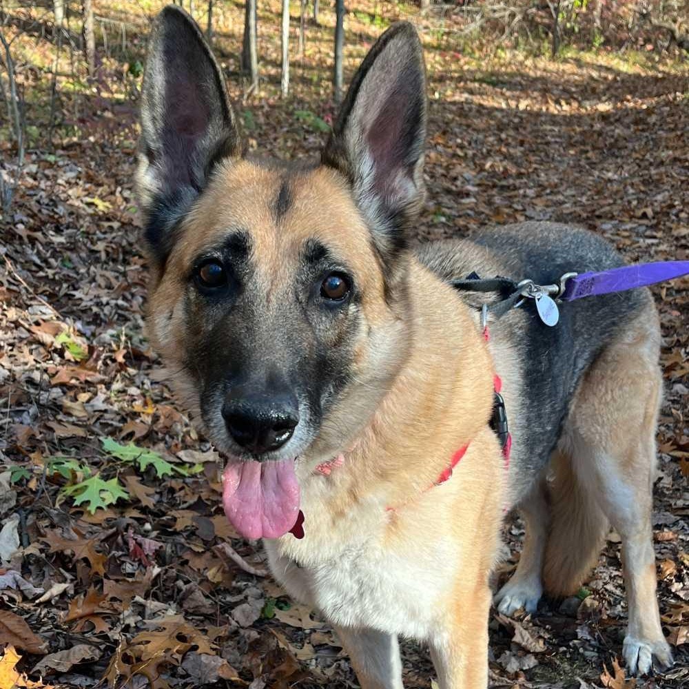 Sabre, Adoptable, Senior Female German Shepherd Dog.