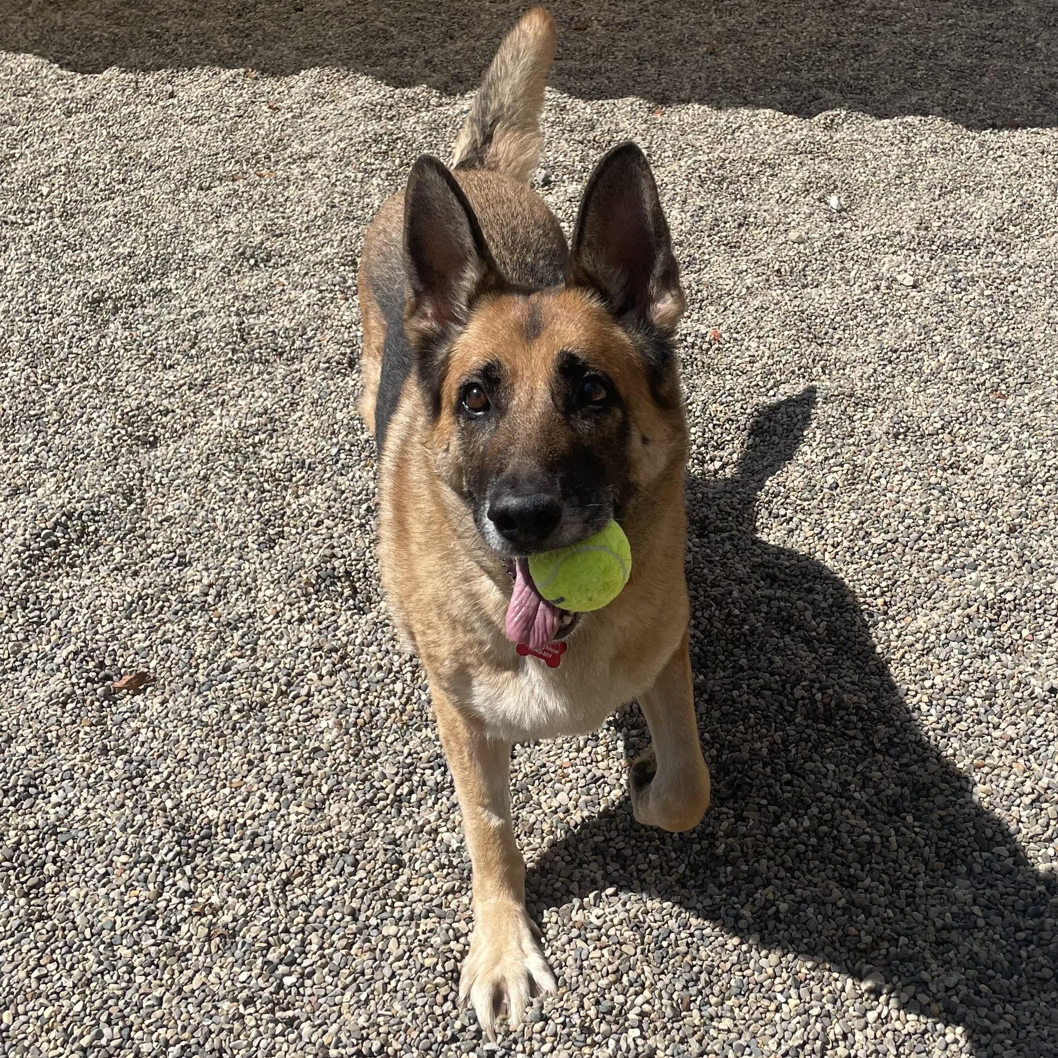 Sabre, Adoptable, Adult Female German Shepherd Dog.