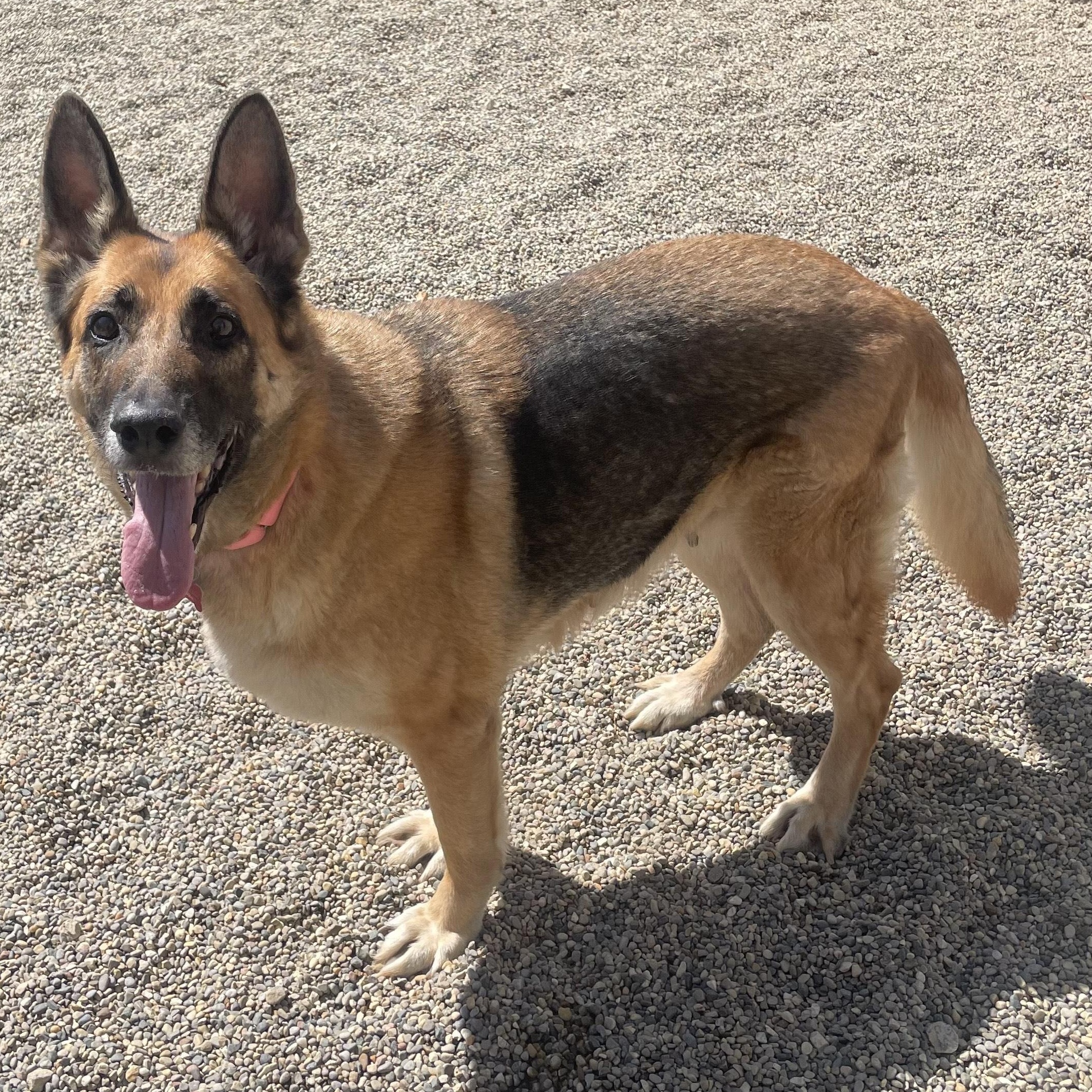 Sabre, a Adoptable mixed breed in Detroit, MI image 4/4