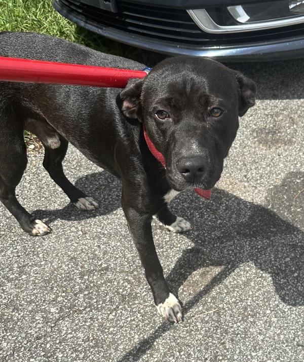 Petsuites- Squirrel, Adoptable, Adult Male Labrador Retriever & Pit Bull Terrier.