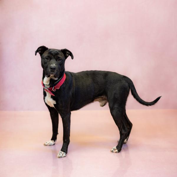 Enlarge In Foster- Squirrel, a Adoptable mixed breed in Lawrenceville, GA image 1/2