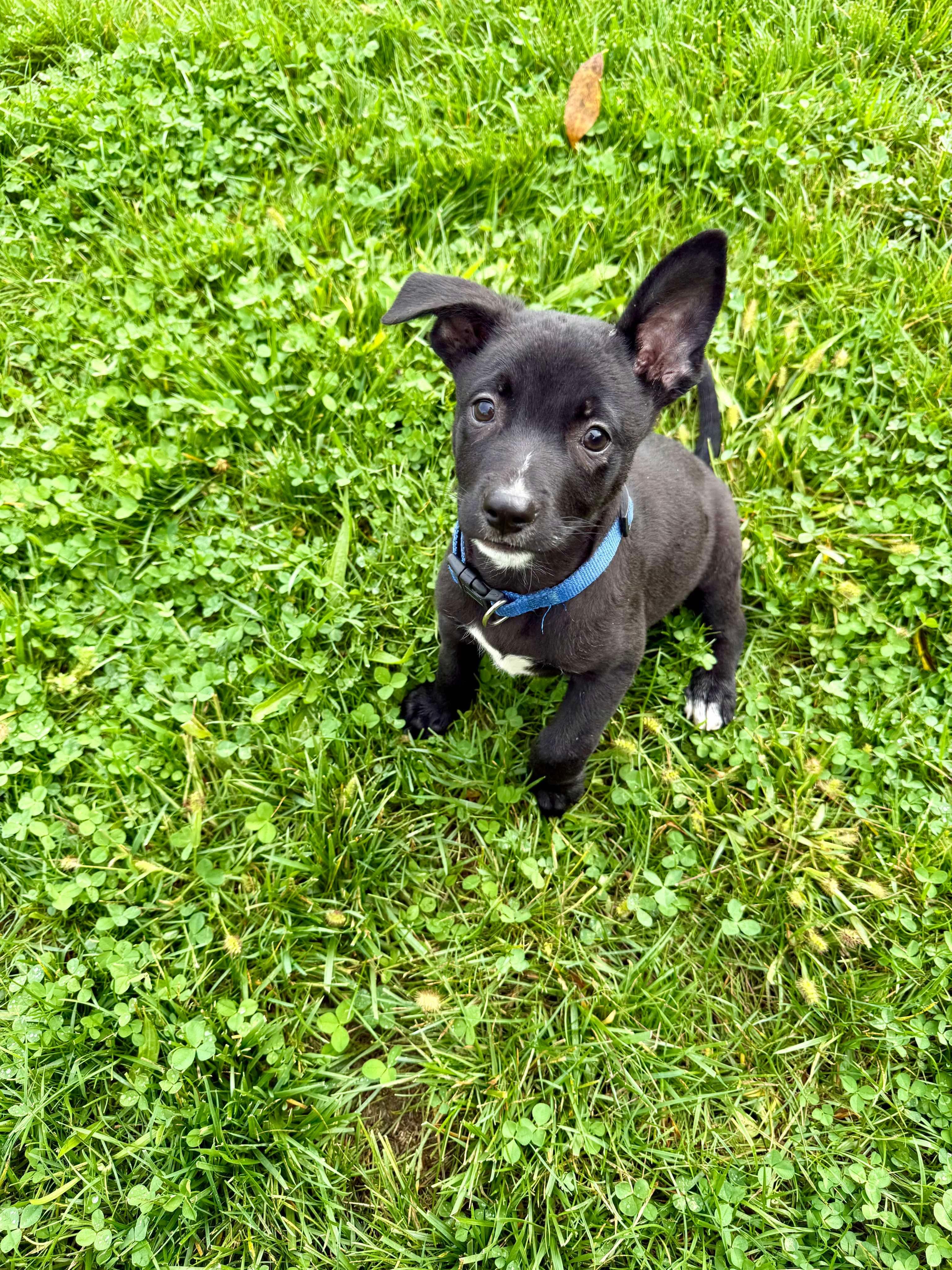 Enlarge Archie, an adopted mixed breed in Bromley, KY image 1/5