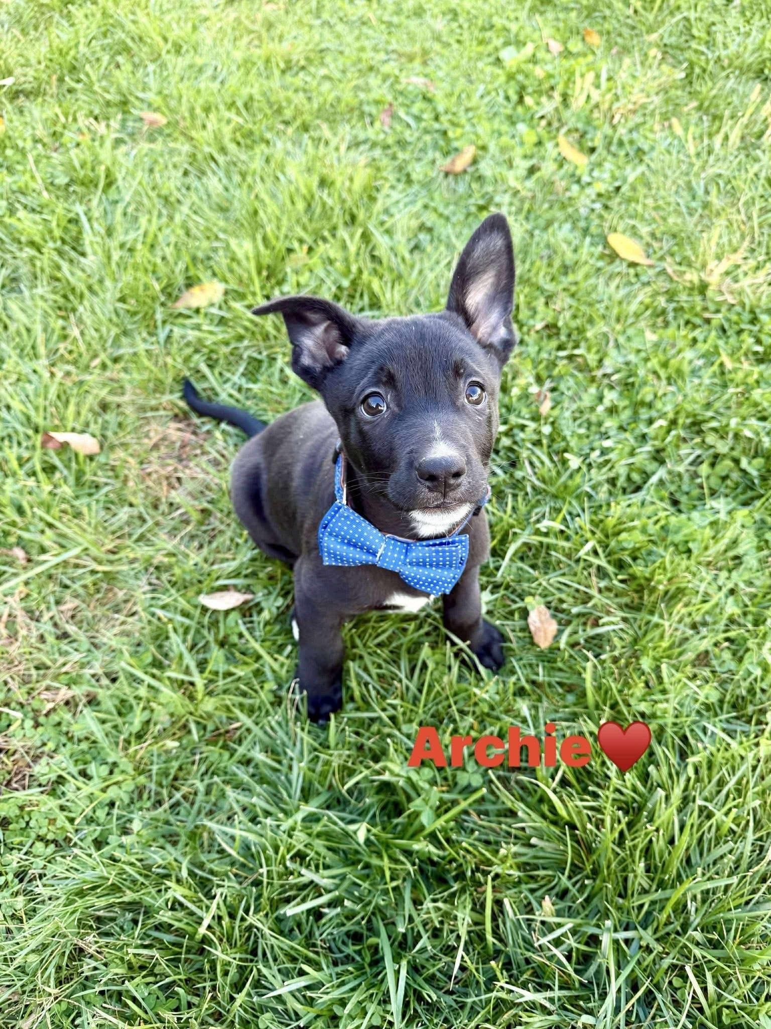 Enlarge Archie, an adopted mixed breed in Bromley, KY image 2/5