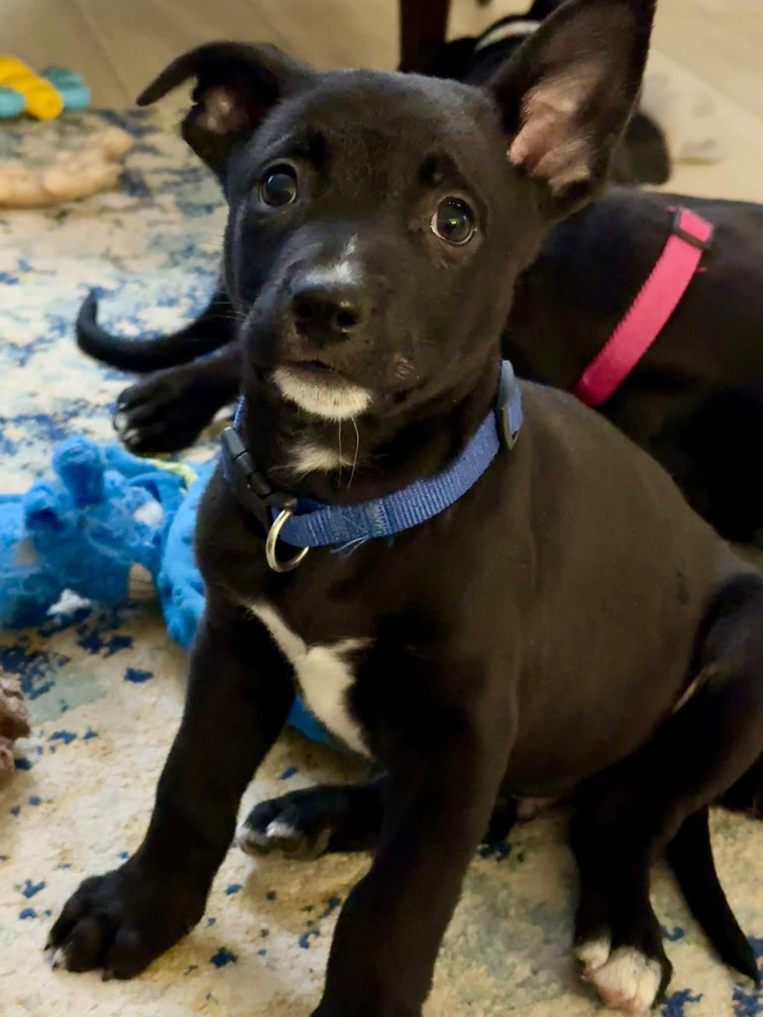 Enlarge Archie, an adopted mixed breed in Bromley, KY image 3/5