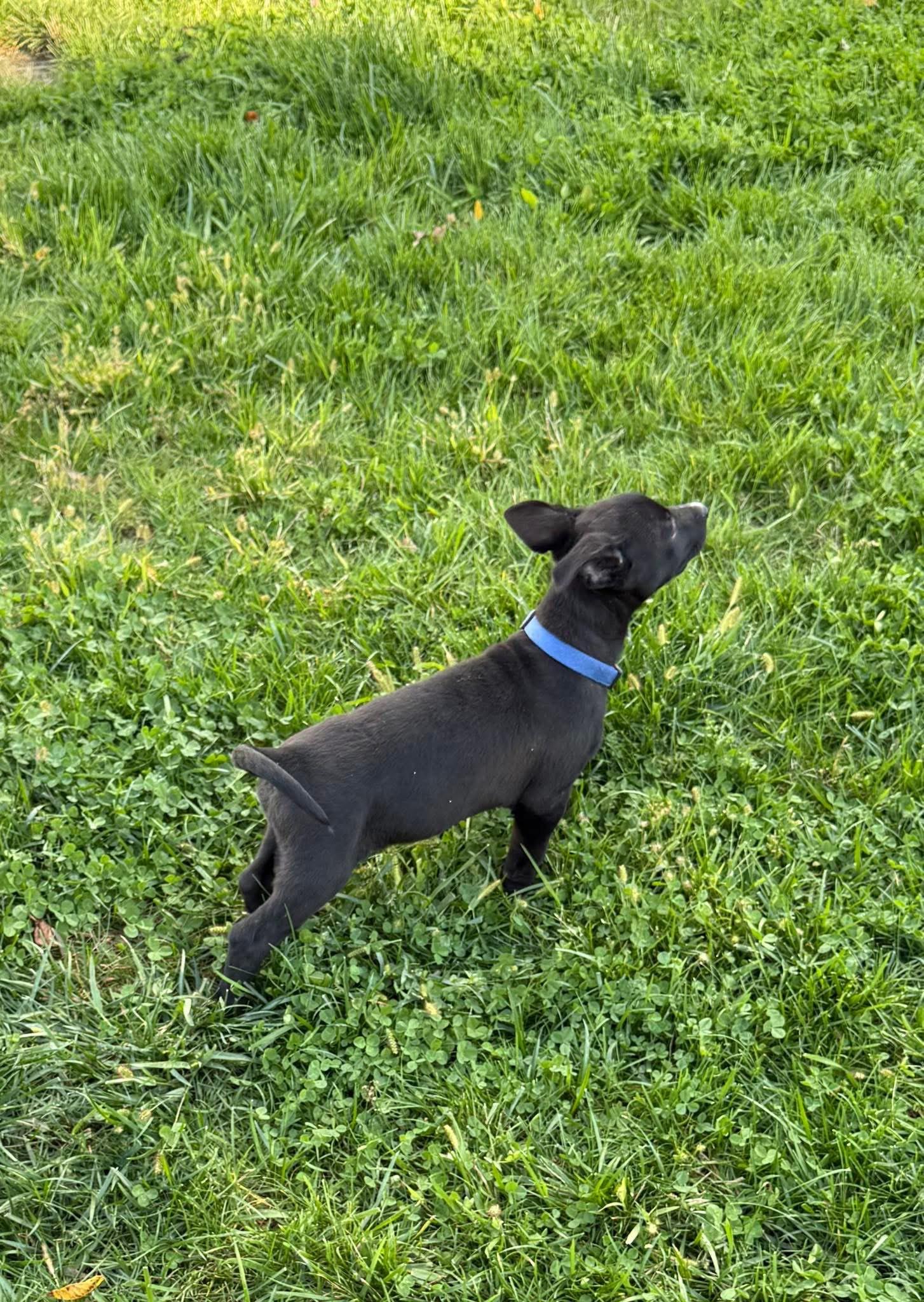 Enlarge Archie, an adopted mixed breed in Bromley, KY image 4/5