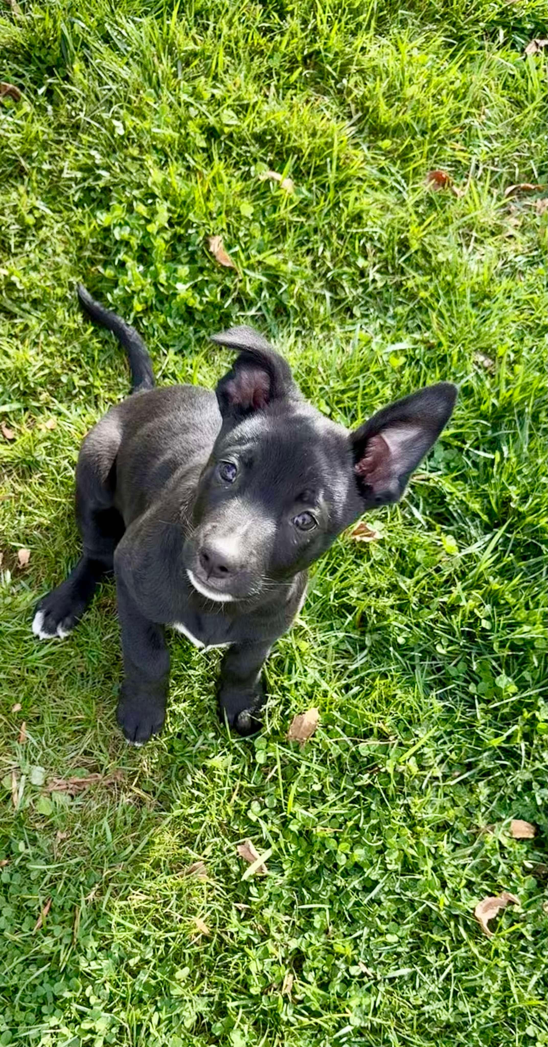 Enlarge Archie, an adopted mixed breed in Bromley, KY image 5/5