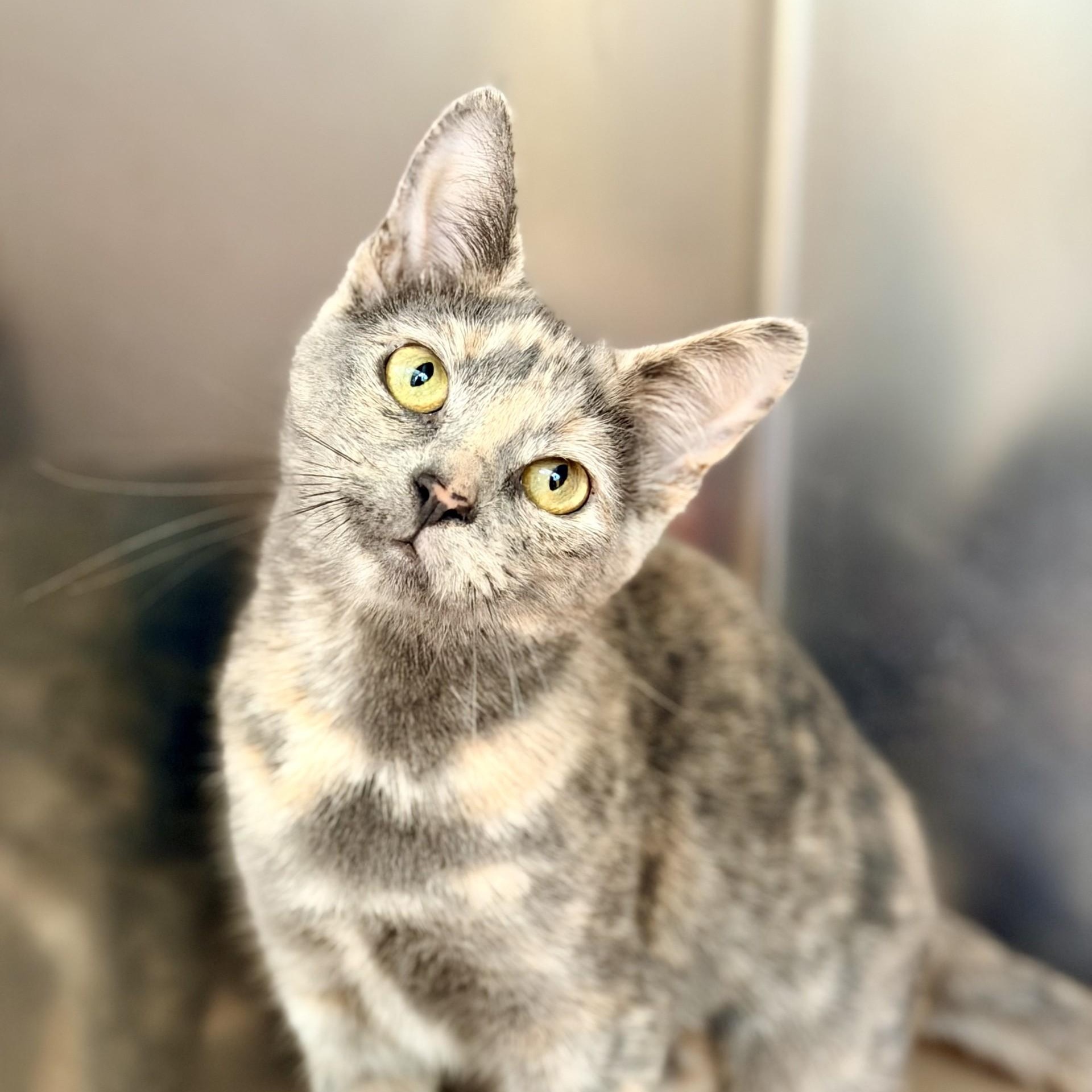 Enlarge Maize, a ADOPTABLE Domestic Short Hair in Jackson, NJ image 2/2