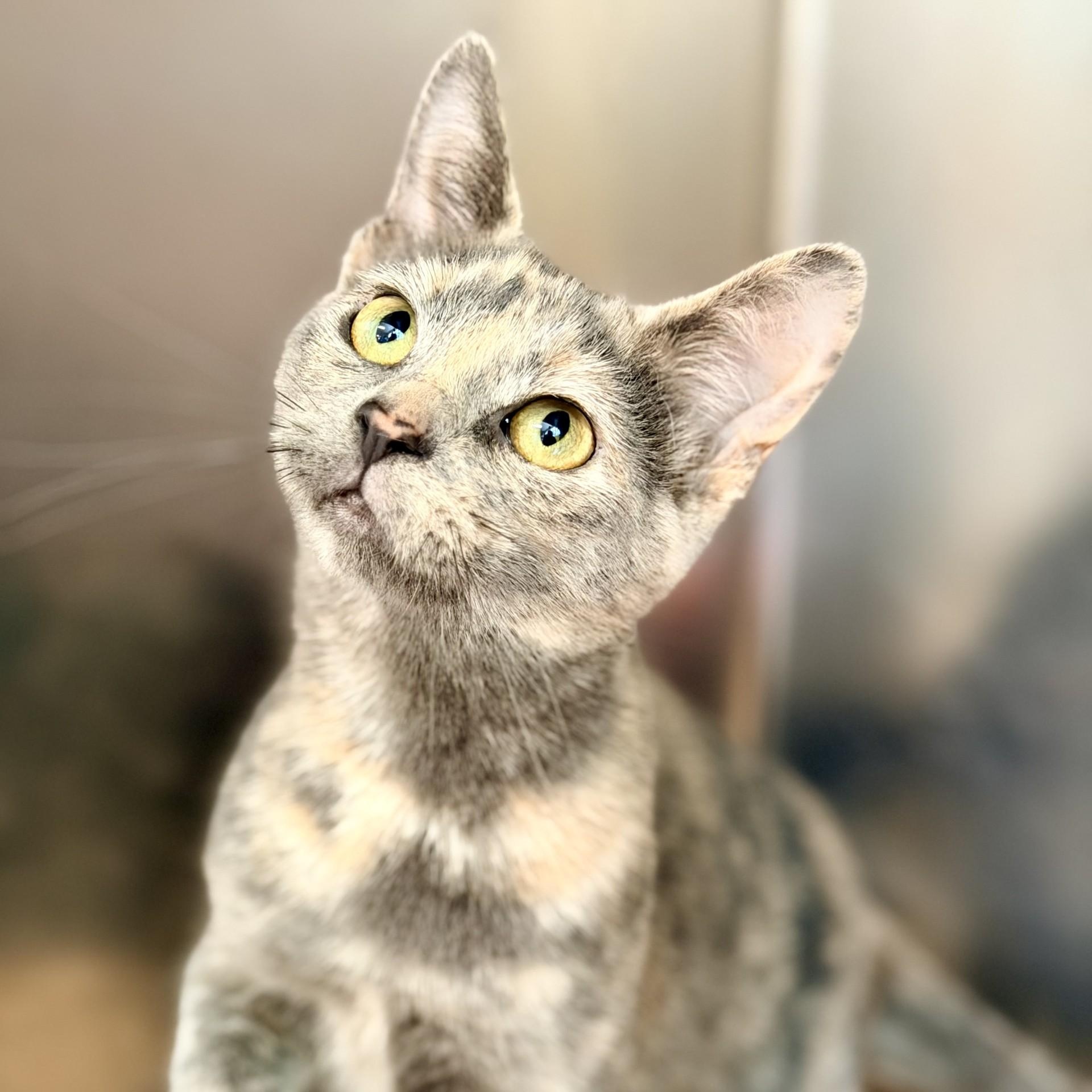 Enlarge Maize, a ADOPTABLE Domestic Short Hair in Jackson, NJ image 1/2