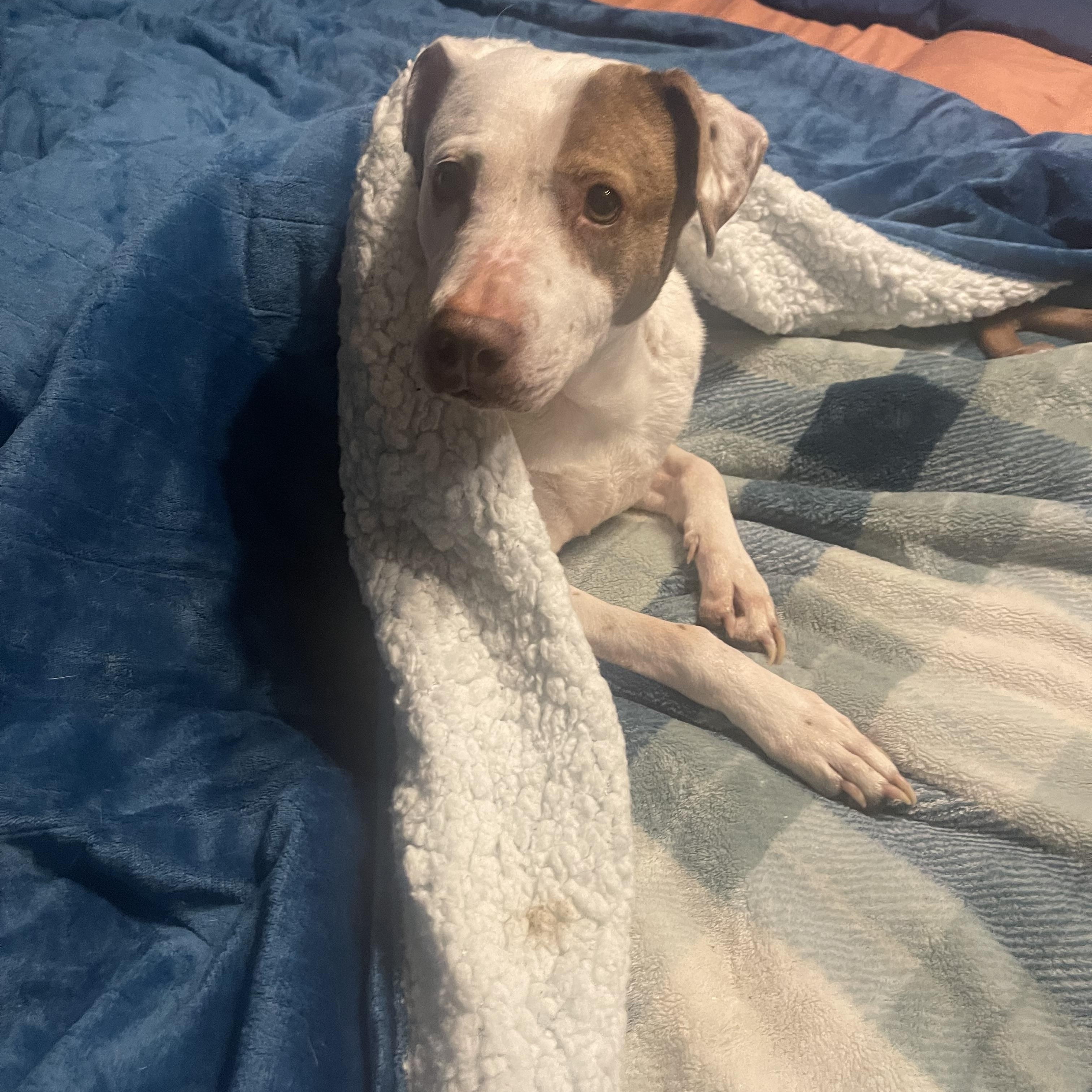 Doris Day “DD” , ADOPTABLE, Senior Female Hound.