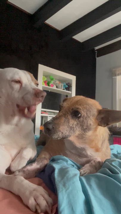 Enlarge Doris Day “DD” , a ADOPTABLE mixed breed in Eureka, MO video 2/2