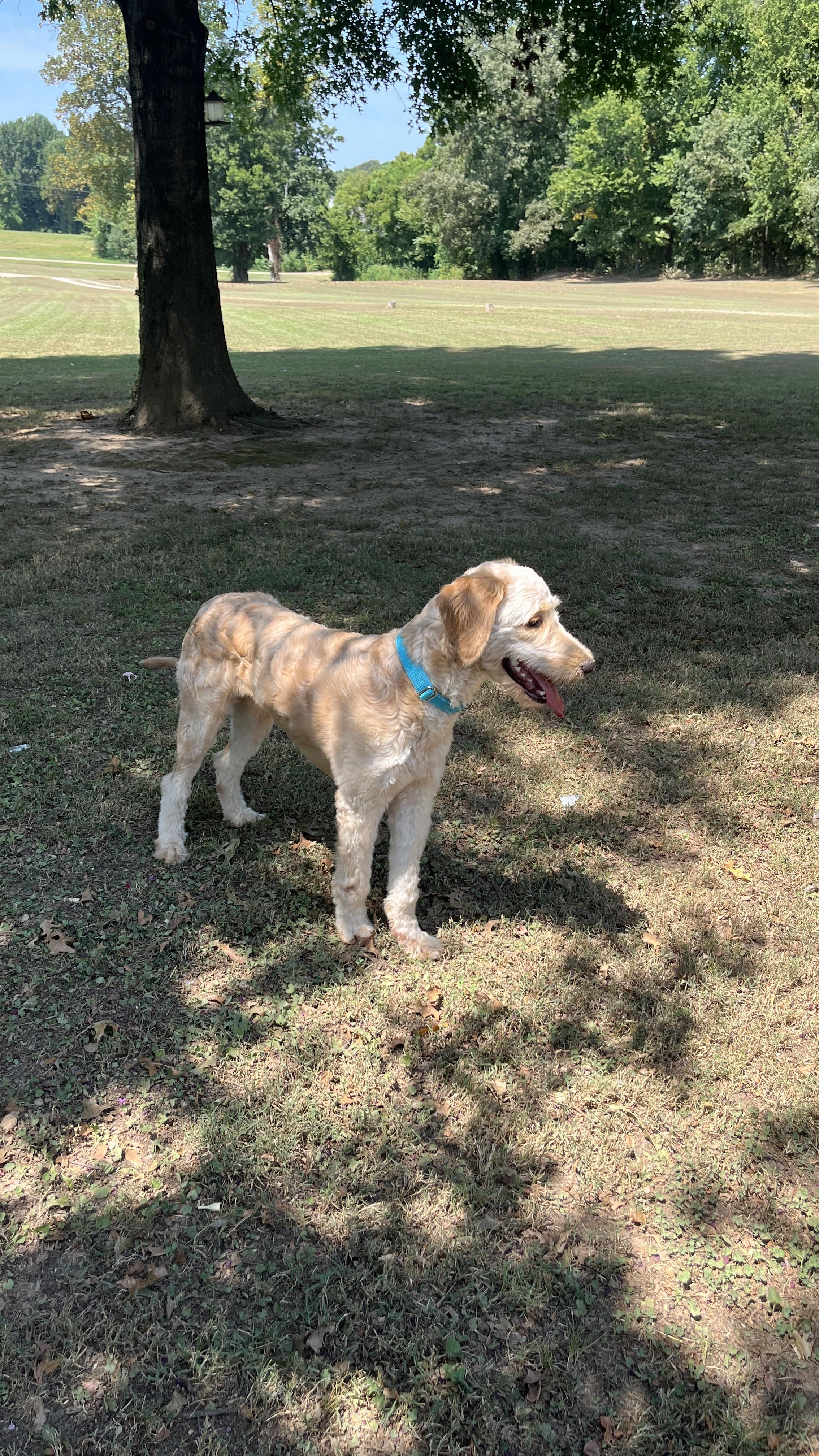 Elliott, adopted, Young Male Goldendoodle.