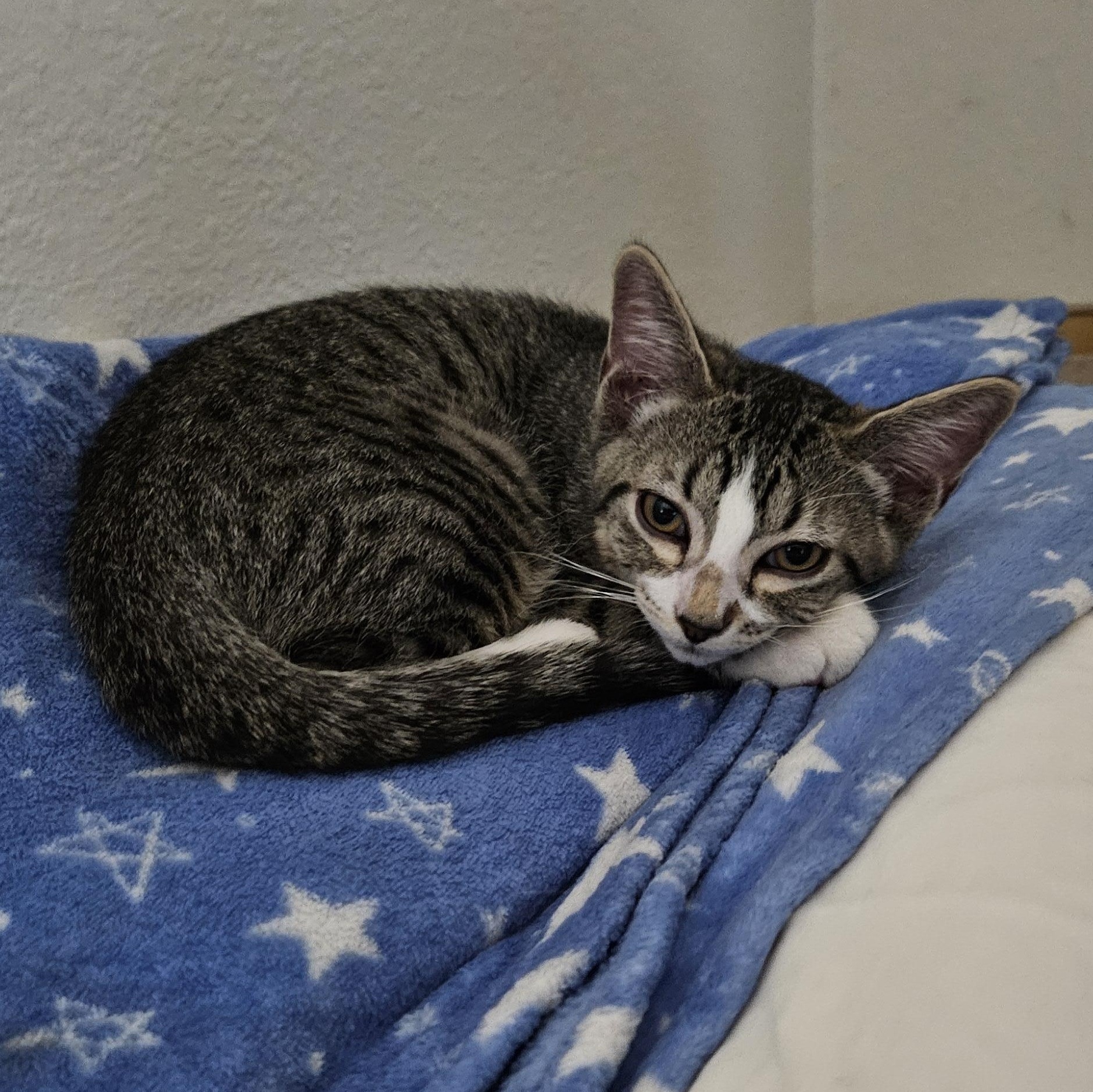 Orion, a Adoptable Domestic Short Hair in Portland, OR image 6/6