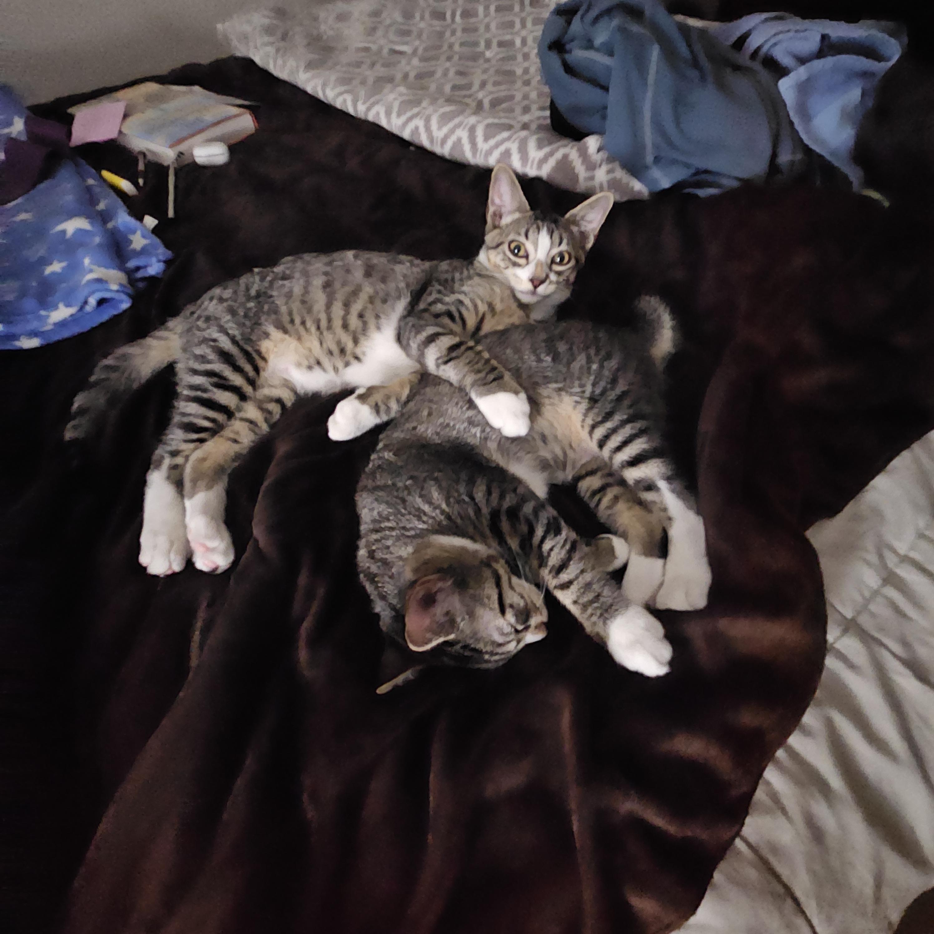 Orion, a Adoptable Domestic Short Hair in Portland, OR image 2/6