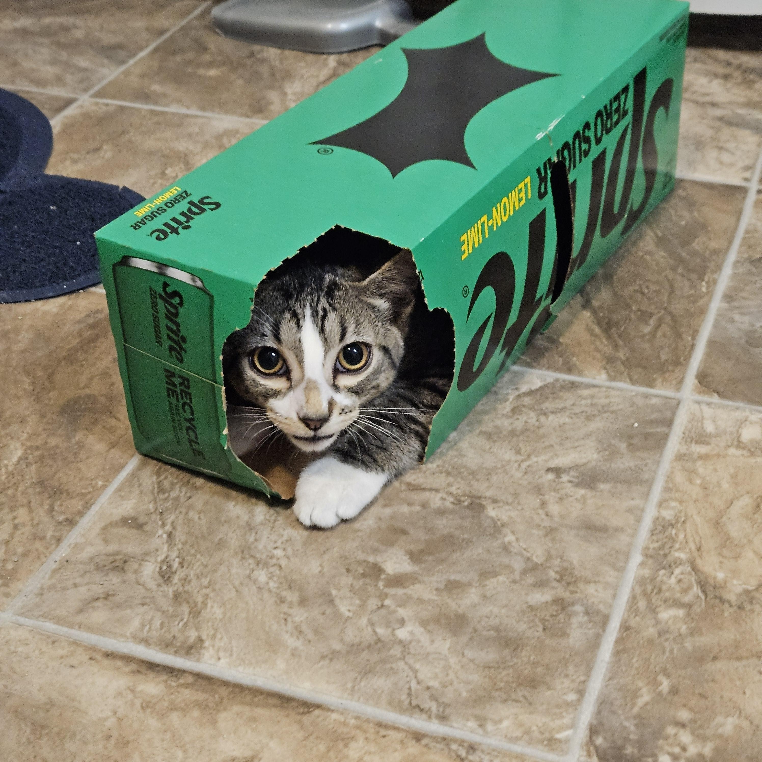 Orion, a Adoptable Domestic Short Hair in Portland, OR image 1/6