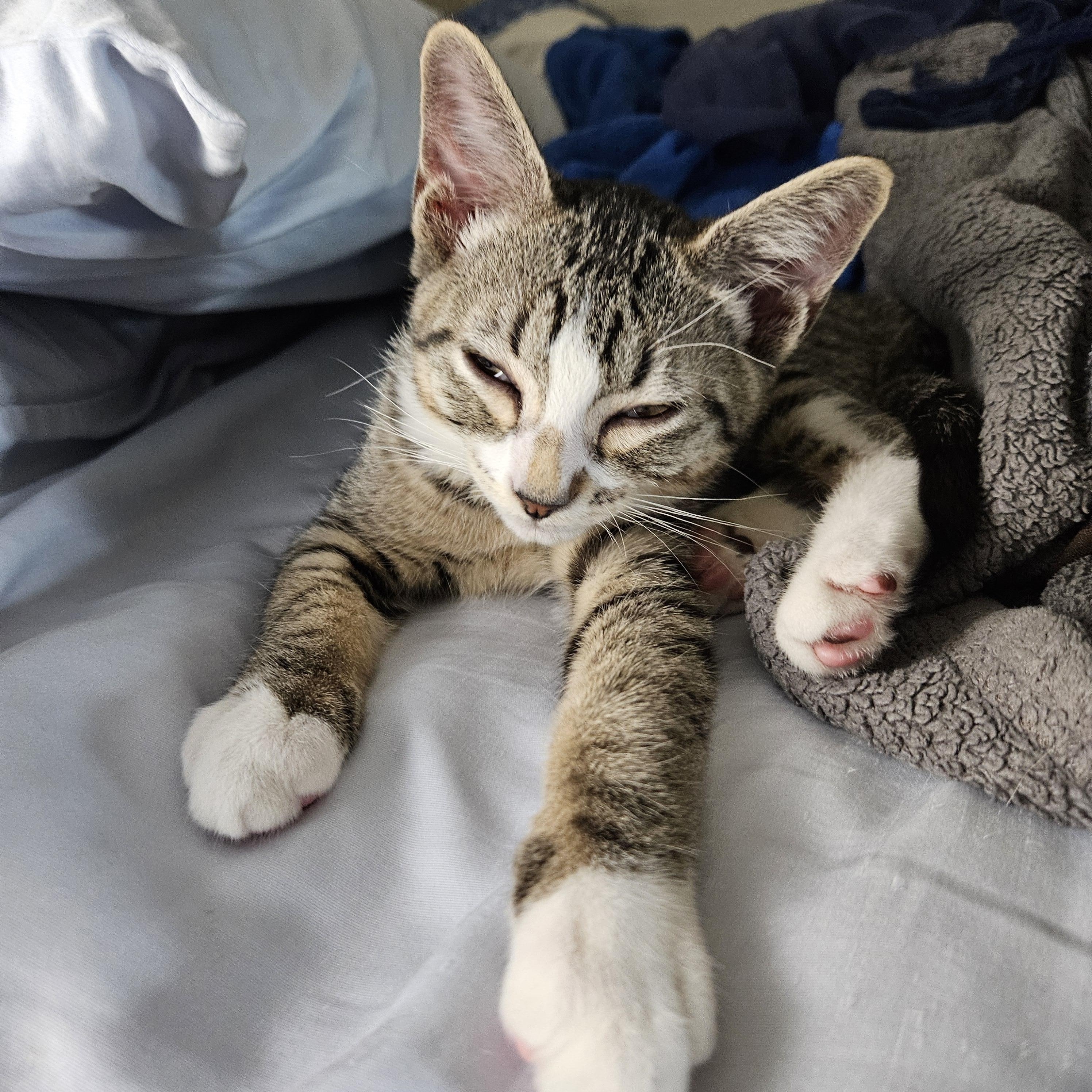 Orion, a Adoptable Domestic Short Hair in Portland, OR image 4/6