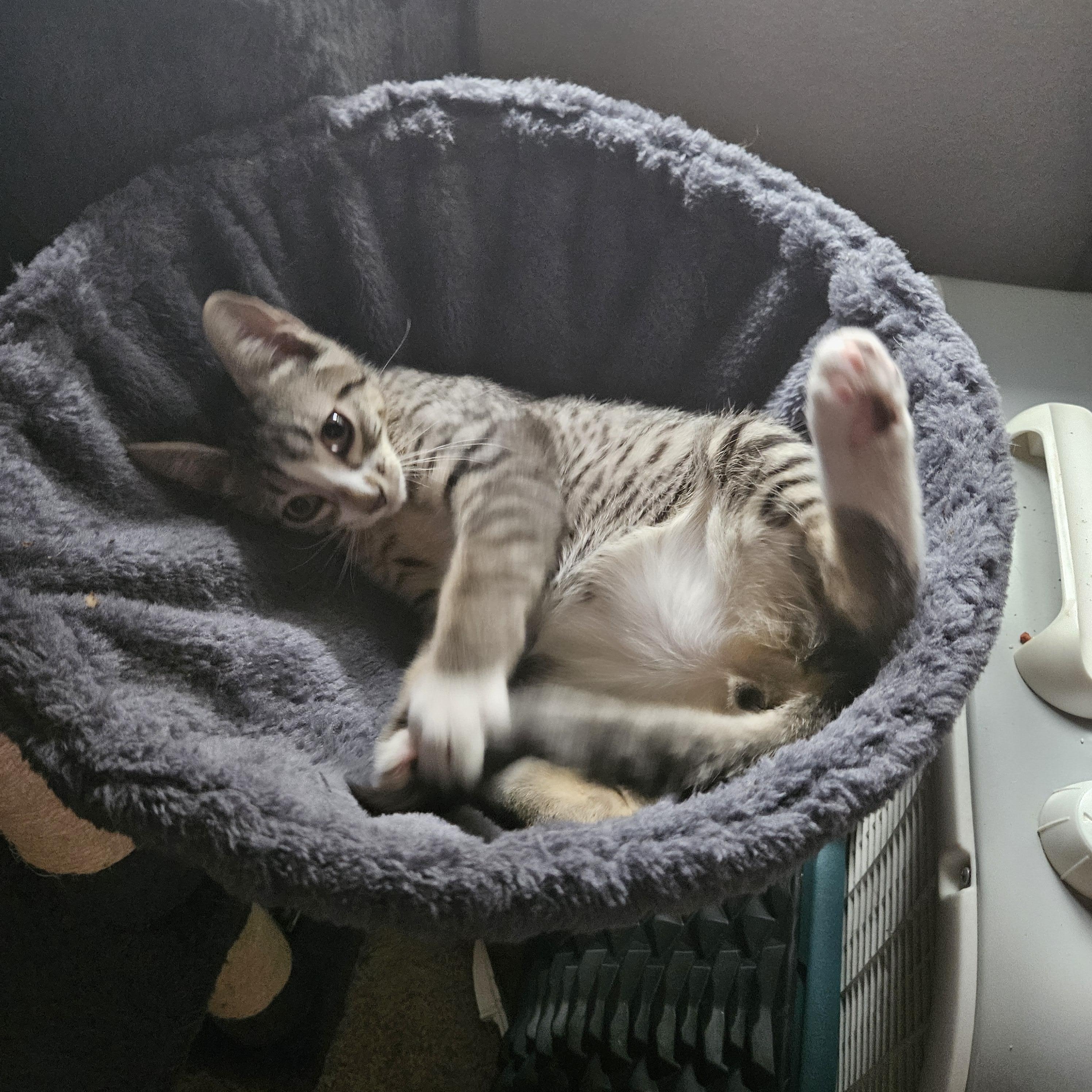 Orion, a Adoptable Domestic Short Hair in Portland, OR image 3/6