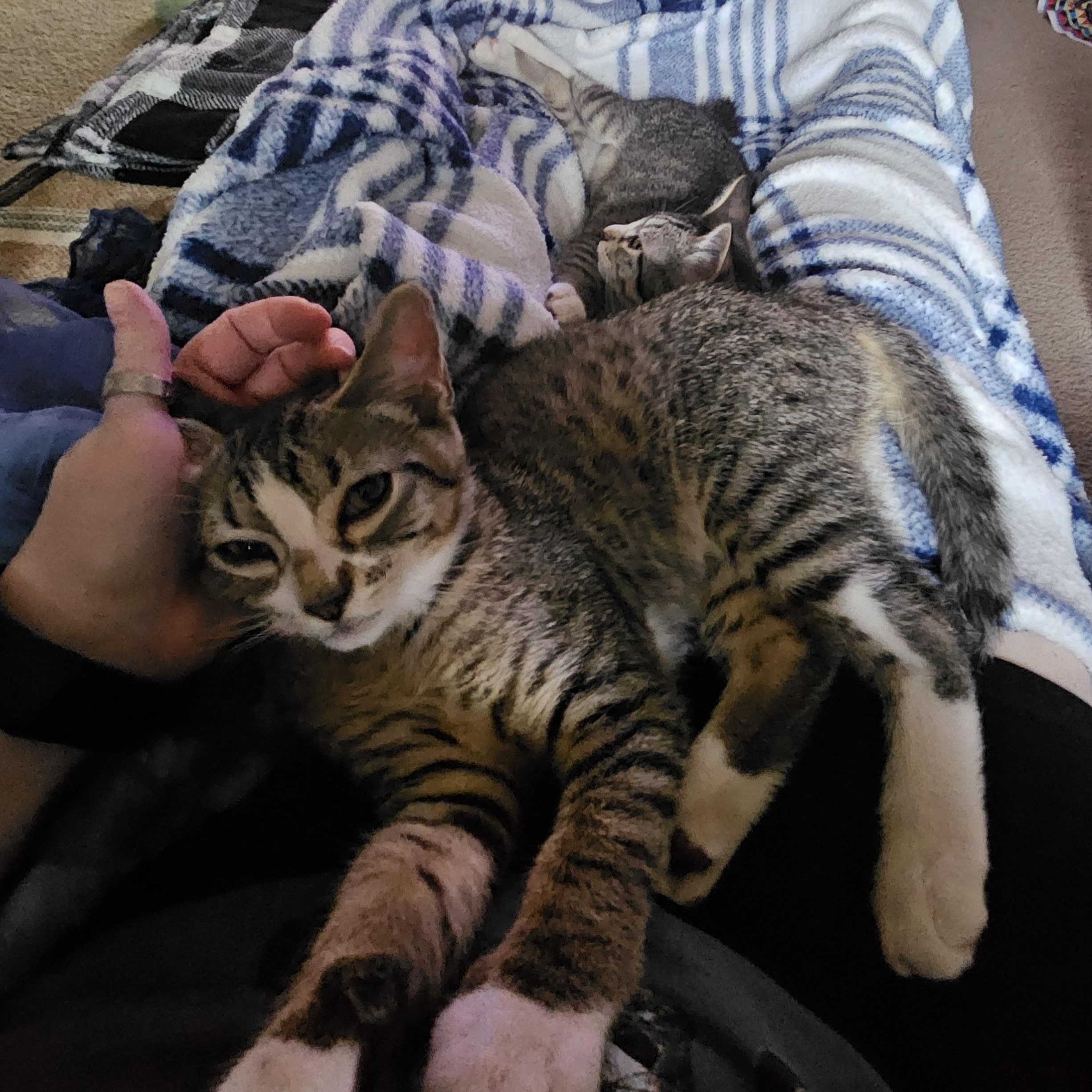 Orion, a Adoptable Domestic Short Hair in Portland, OR image 5/6