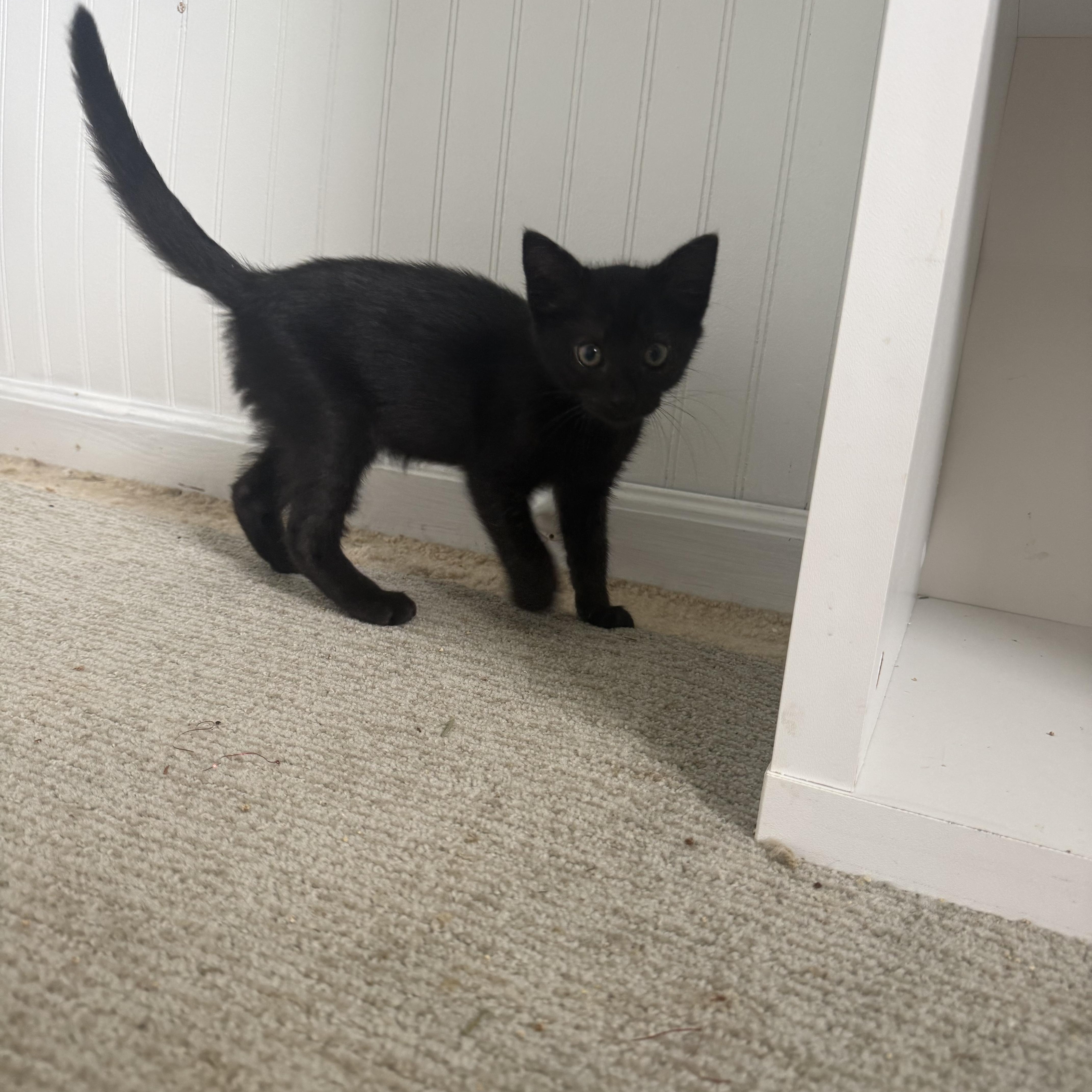 Freckle (aka IDK), an adopted Domestic Short Hair in Salisbury, MA image 3/4