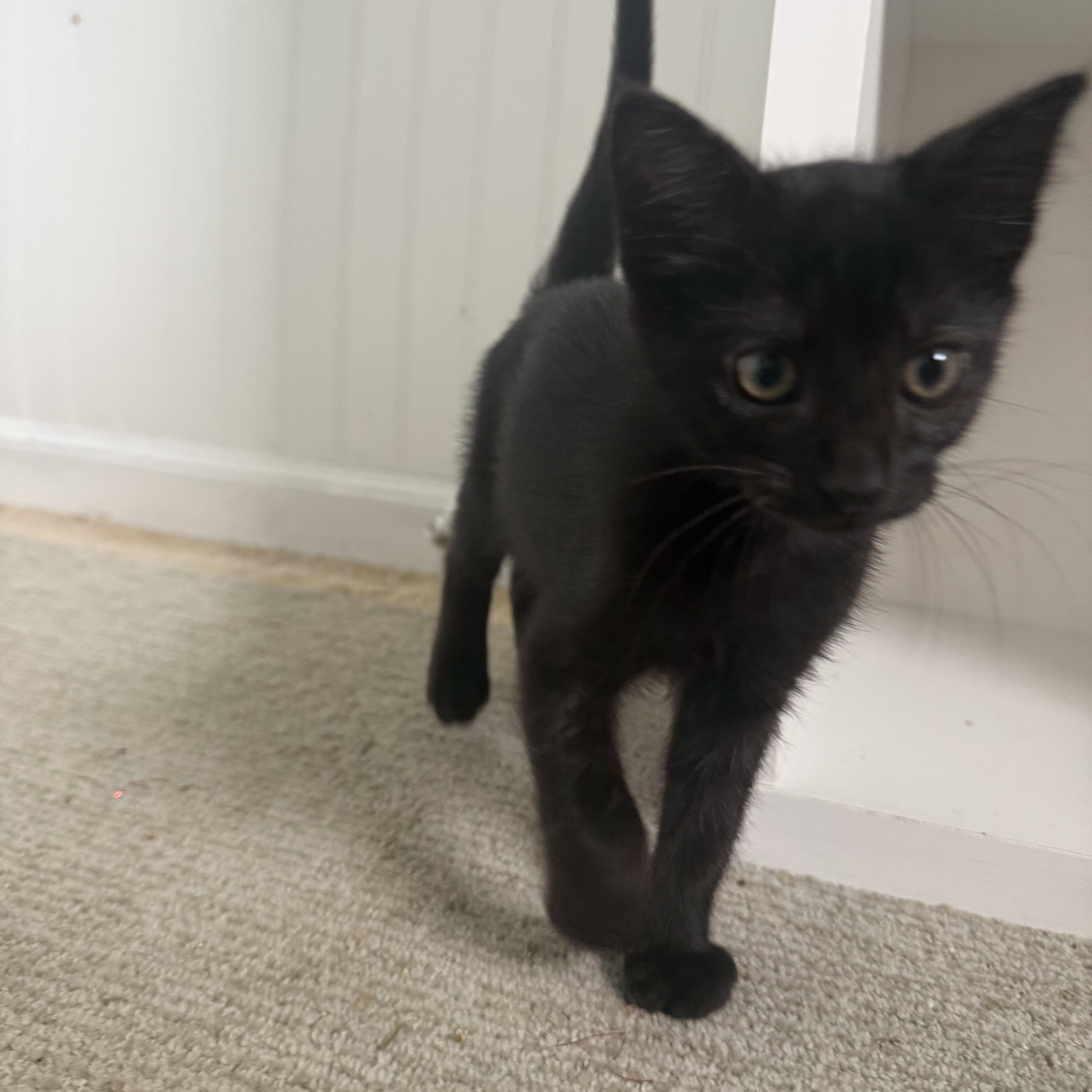 Freckle (aka IDK), an adopted Domestic Short Hair in Salisbury, MA image 2/4