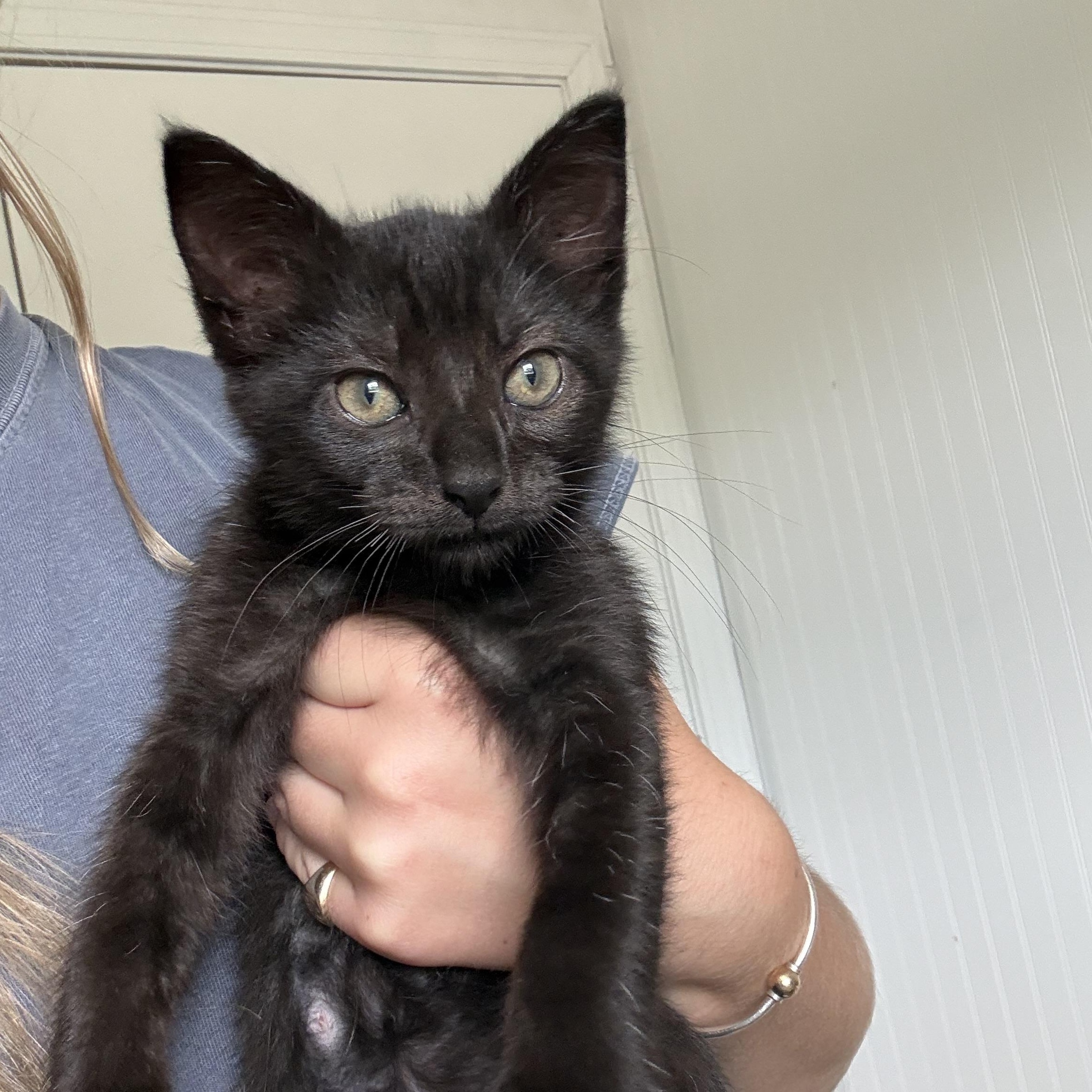 Freckle (aka IDK), an adopted Domestic Short Hair in Salisbury, MA image 1/4